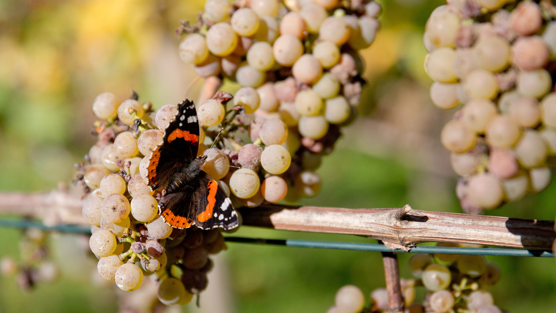 Ein Schmetterling (Admiral, Vanessa atalanta) sitzt bei spätsommerlichem Wetter auf einer Weinrebe. | picture alliance / dpa