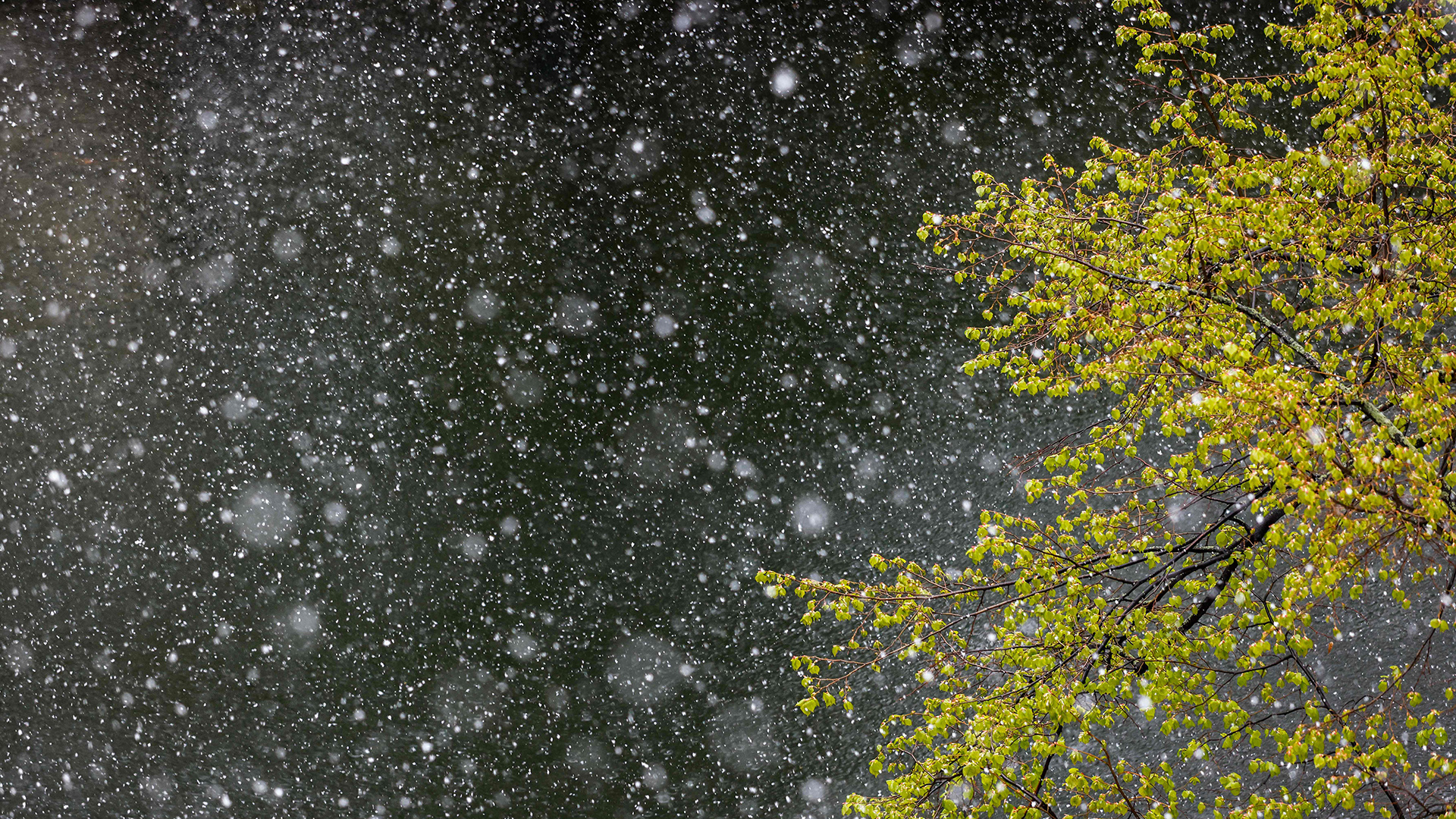 Ein Baum mit frischen grünen Blättern hinter Schneeflocken | AFP