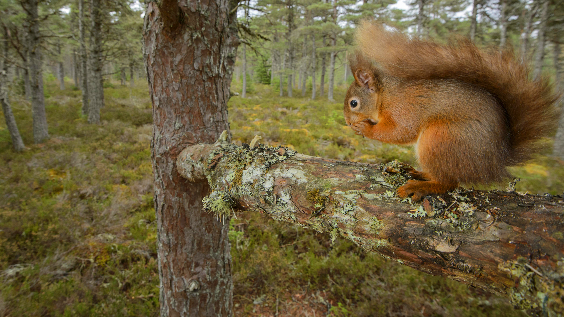 Ein Eichhörnchen in einem Kiefernwald der schottischen Highlands. | picture alliance / imageBROKER