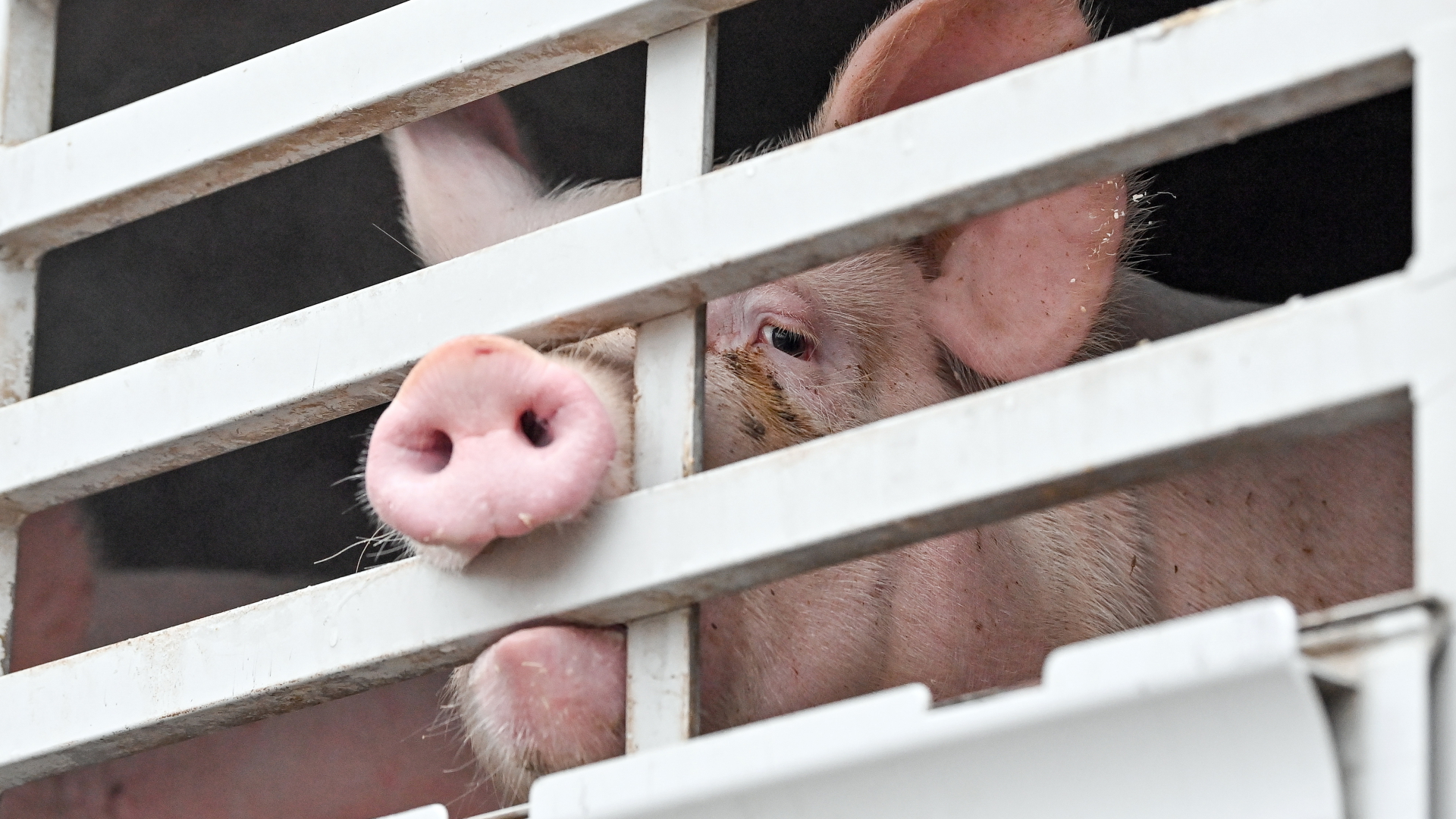Ein Schwein schaut durch die Stäbe eine Tiertransporters | dpa