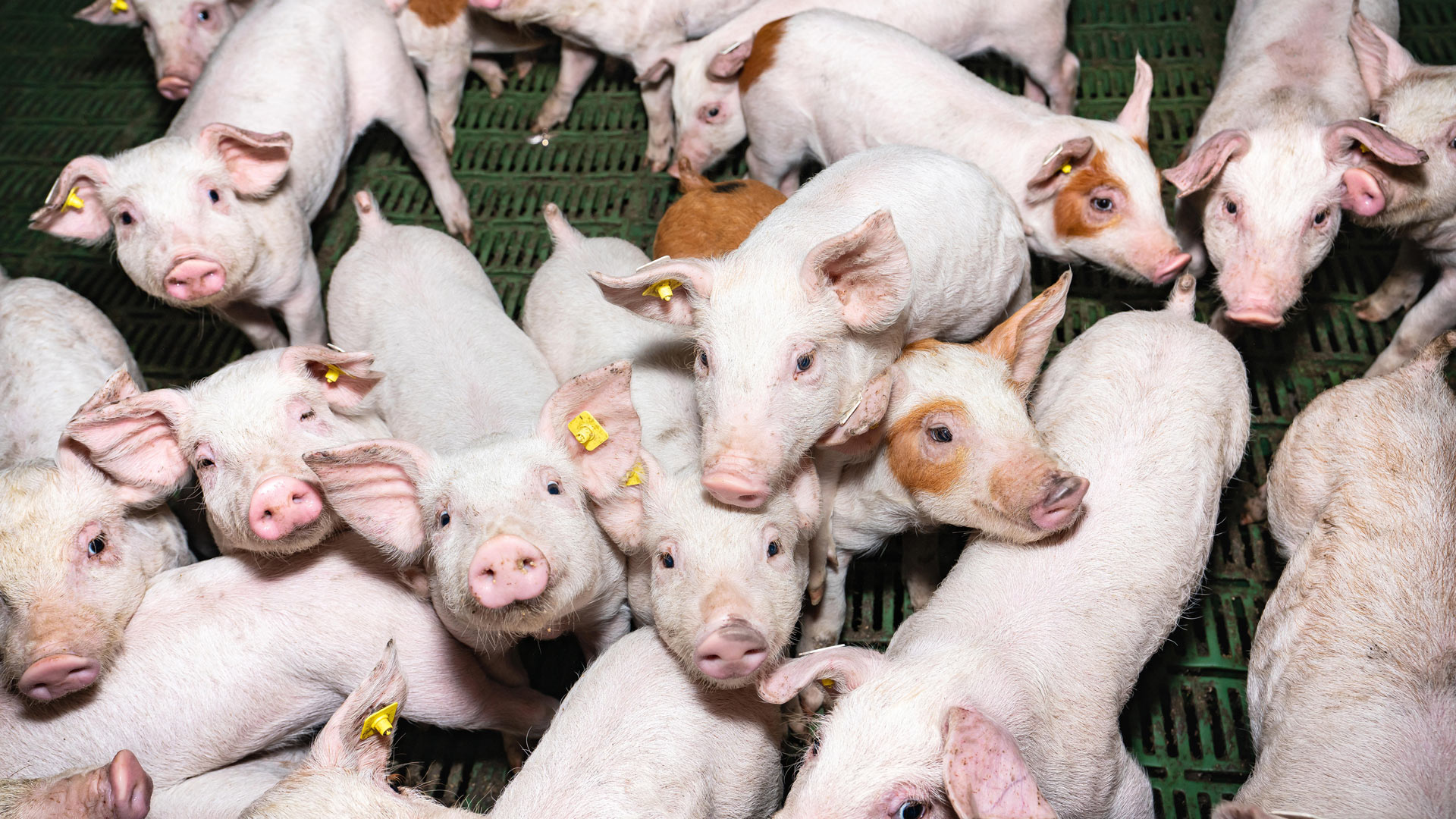 Aufzuchtbedingungen im Schweinestall | picture alliance / Countrypixel