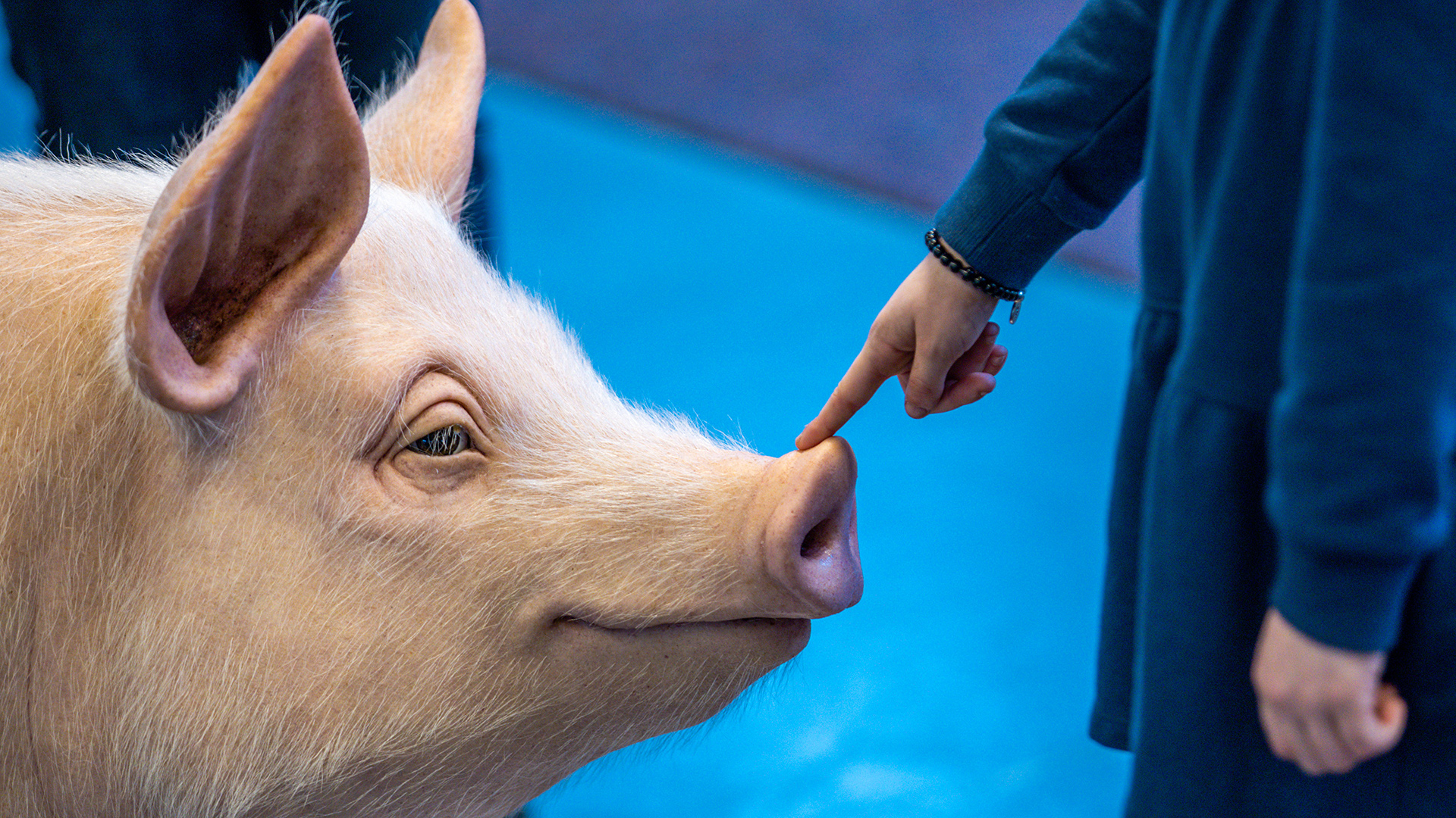 Das nachgebildete Schwein "Rosalinde" am Stand von Greenpeace auf der Messe "Tier und Natur in MW" in Rostock. | dpa