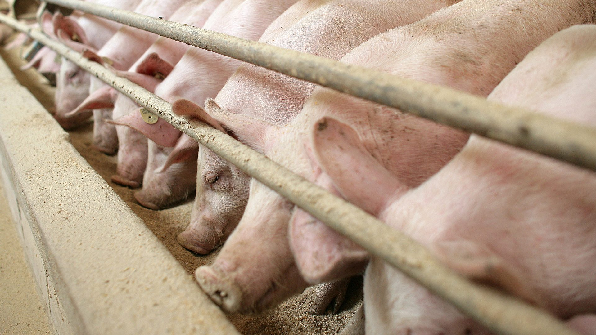 Gedrängt stehen Schweine am Futtertrog im Stall eines Mastbetriebes