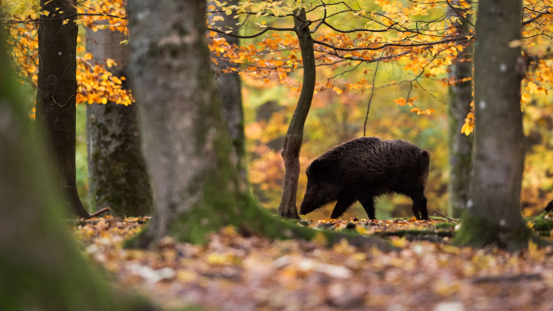 Wildschwein in einem Wald | Bildquelle: dpa