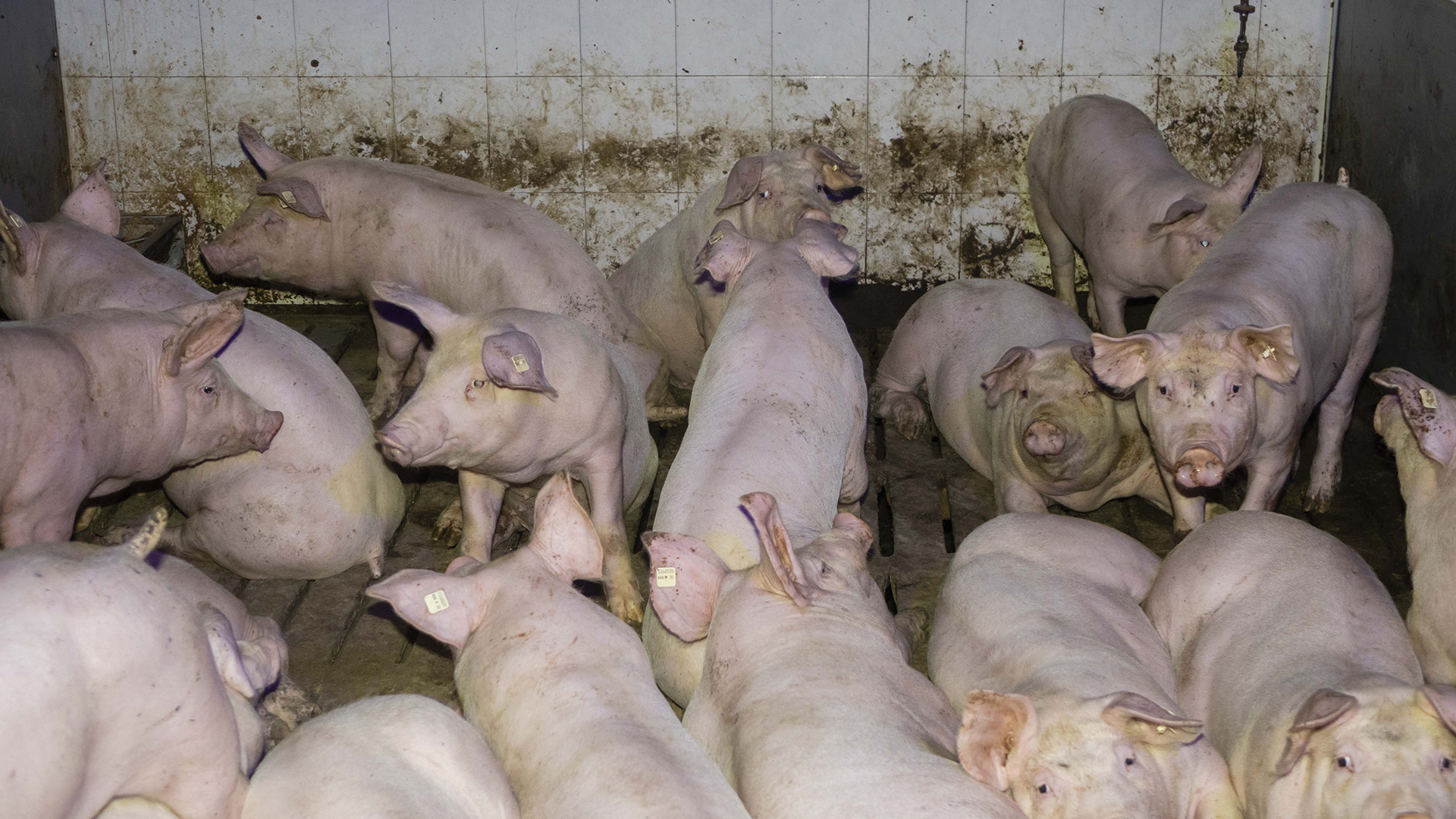 Schweine | Report Mainz