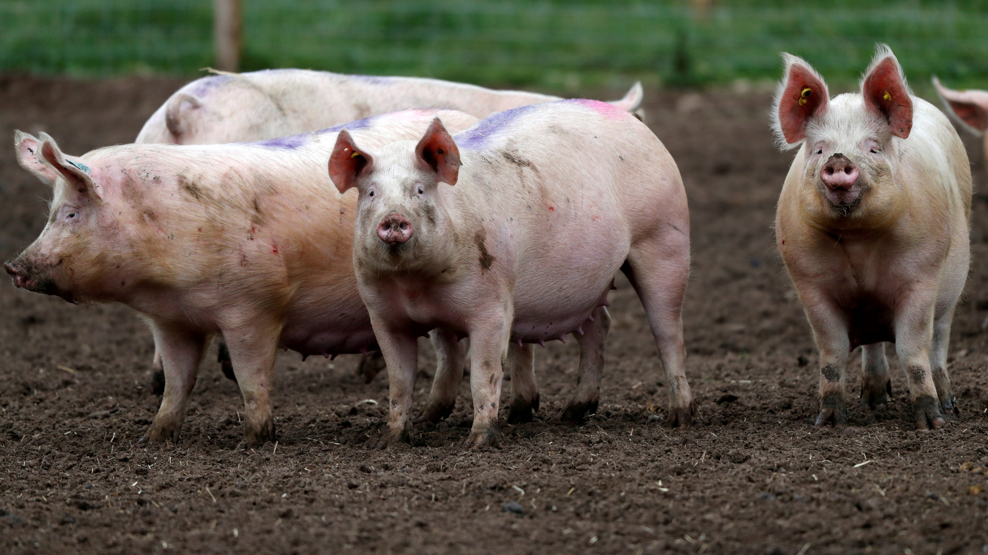Mehrere Schweine stehen in einer Auslauffläche. | REUTERS