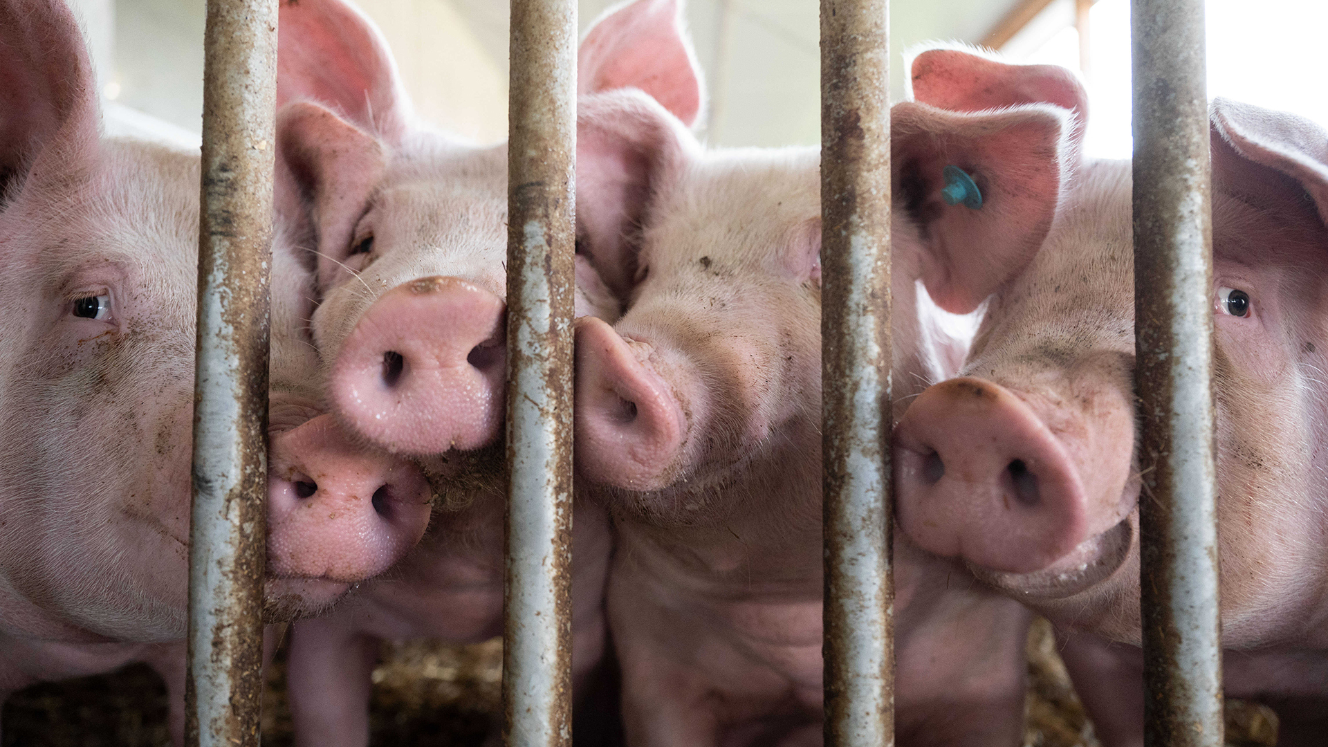 Schweinebestand in Deutschland fällt auf Rekordtief