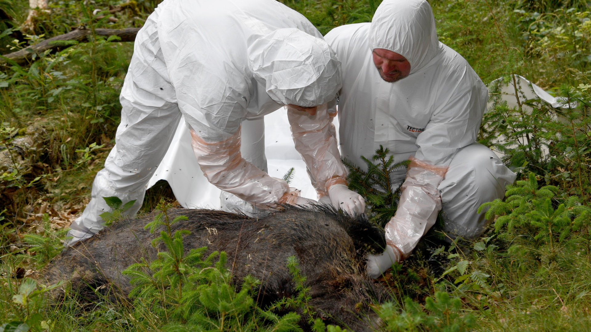 Veterinäre untersuchen in einer Übung gegen die Schweinepest ein abgelegtes totes Wildschwein | dpa
