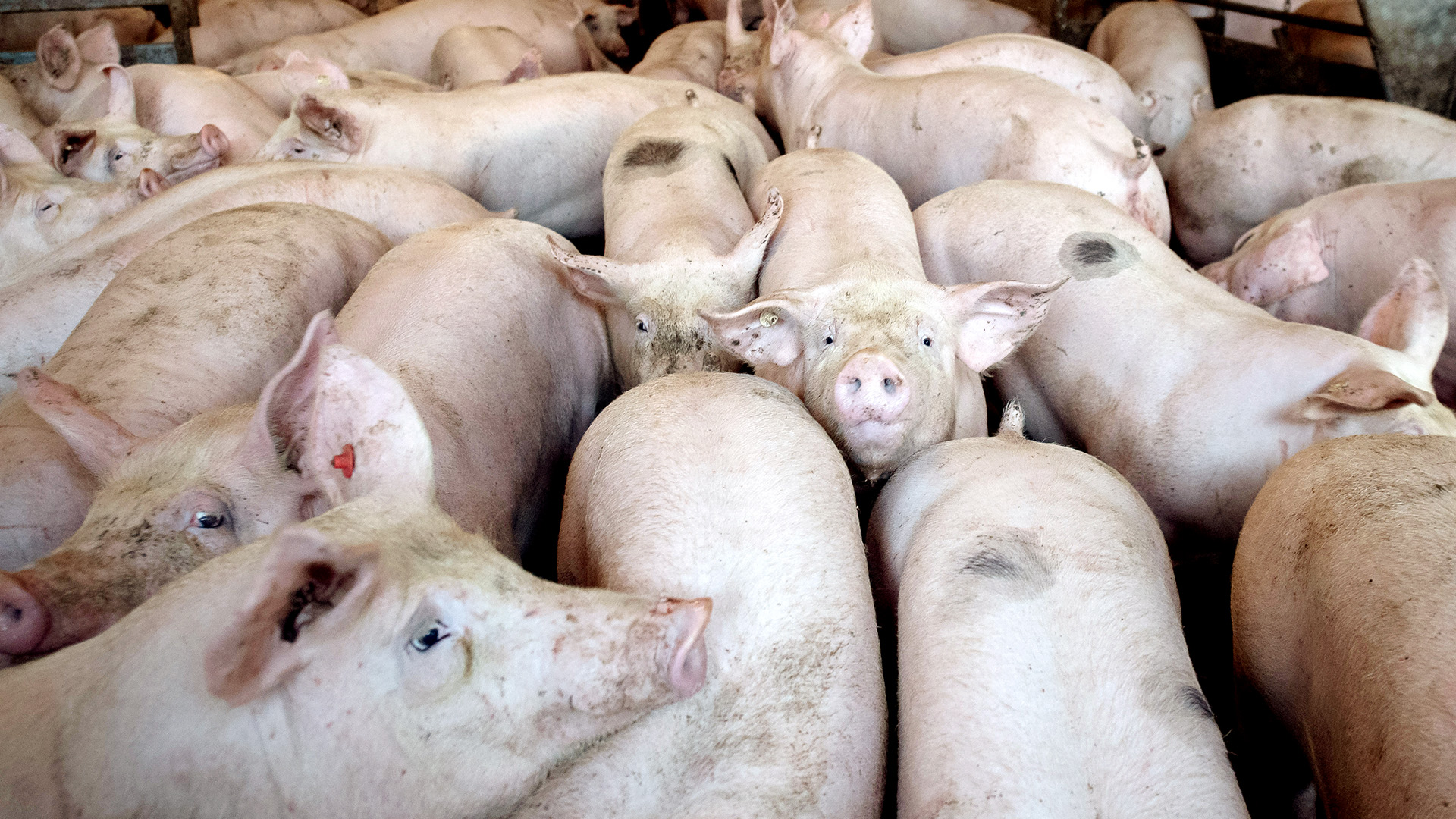 Schweine stehen dicht gedrängt in einem Stall in Niedersachsen | dpa