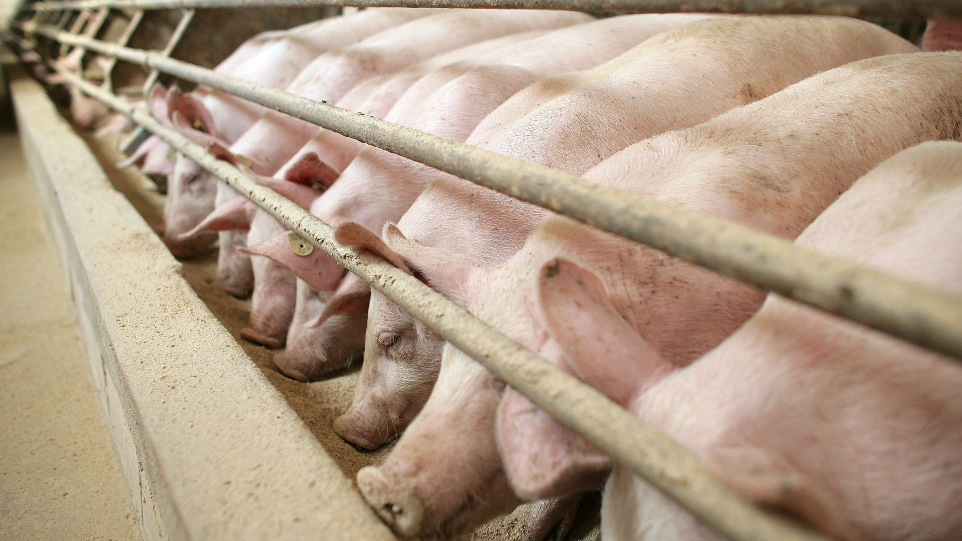 Schweine am Futtertrog in einem Mastbetrieb | dpa
