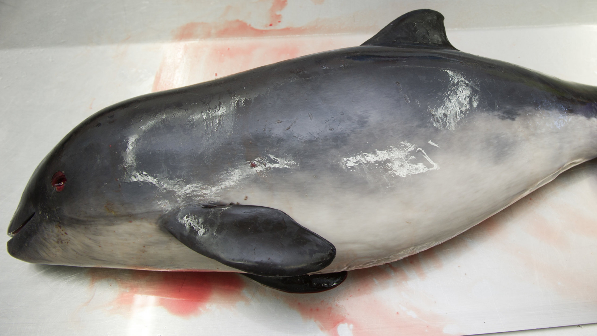 In Stralsund wird ein toter Schweinswal untersucht | dpa