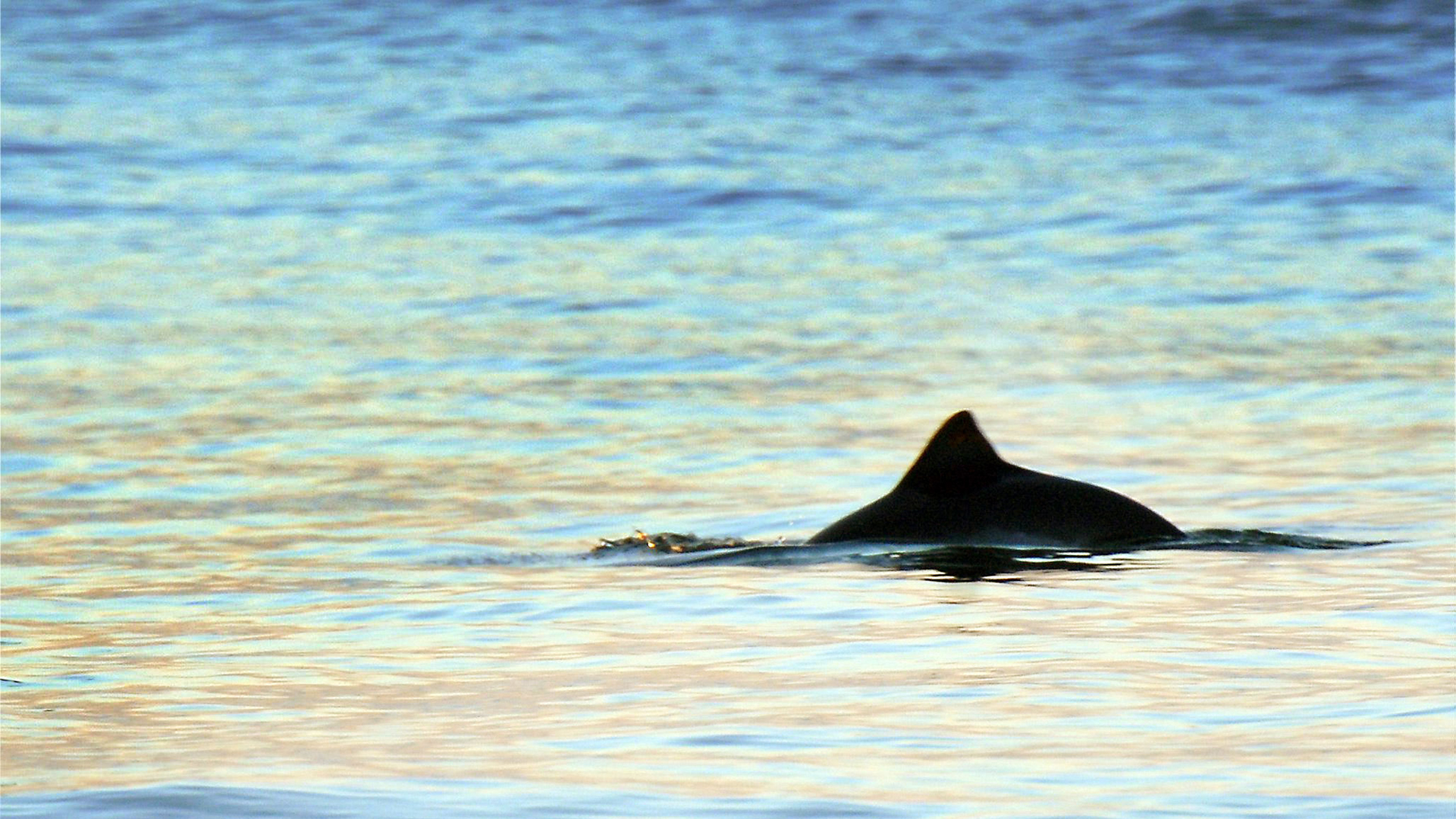 Ein kurz auftauchender Schweinswal ist in Strandnähe vor Westerland auf der Nordseeinsel Sylt zu sehen. | picture alliance/dpa