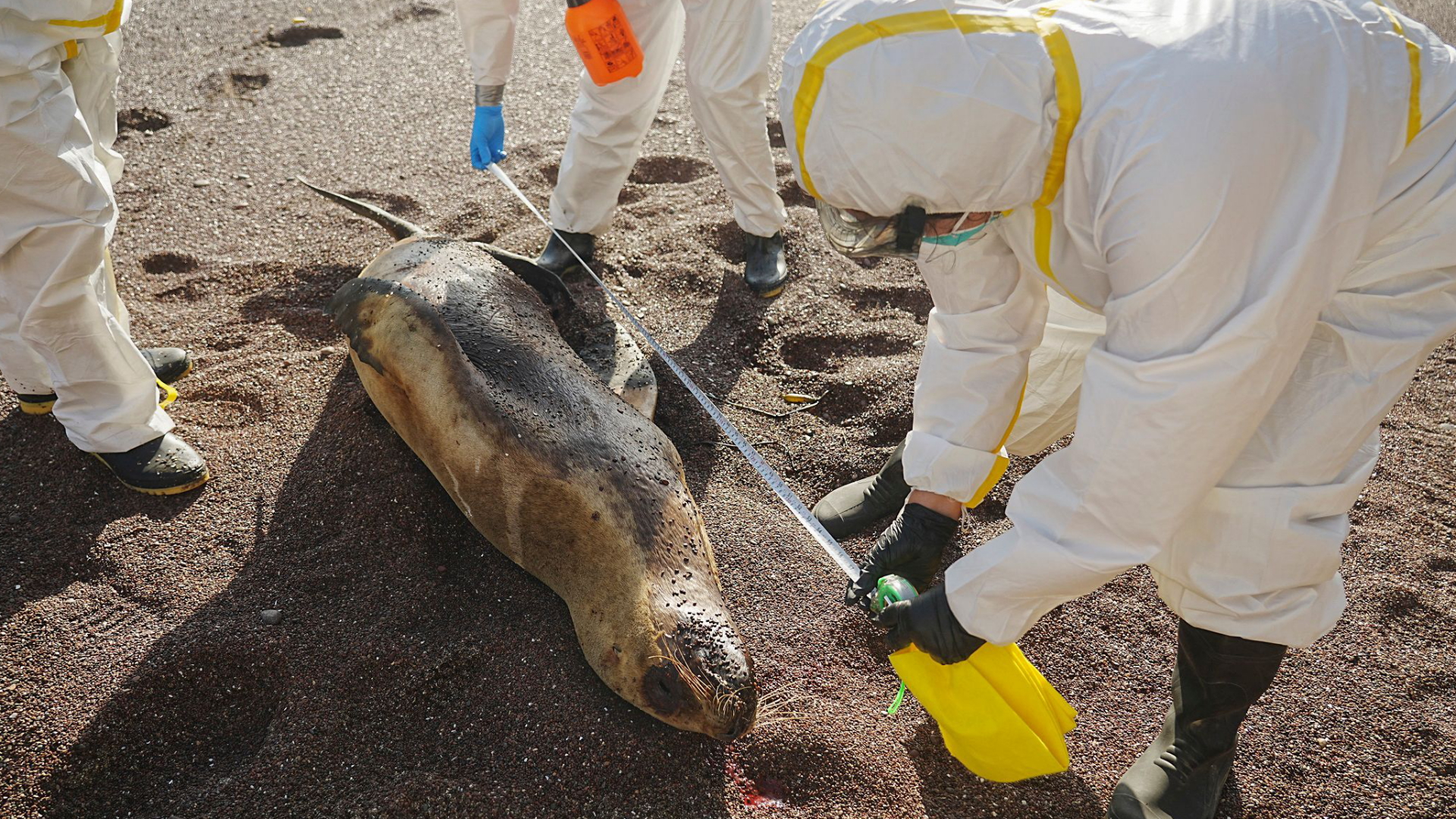 Ein toter Seelöwe wird am Strand von Peru von Menschen in Schutzkleidung vermessen. | AFP