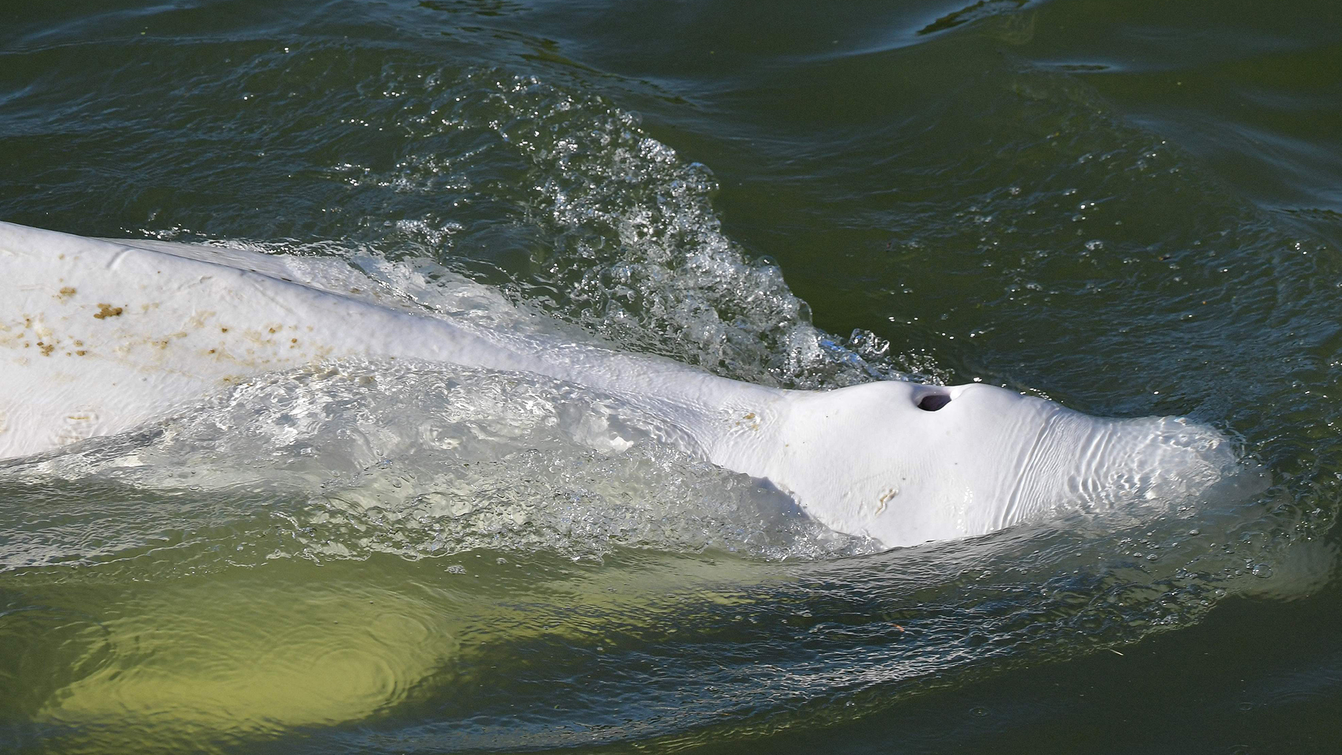 Ein Belugawal in der Seine in Frankreich. | AFP