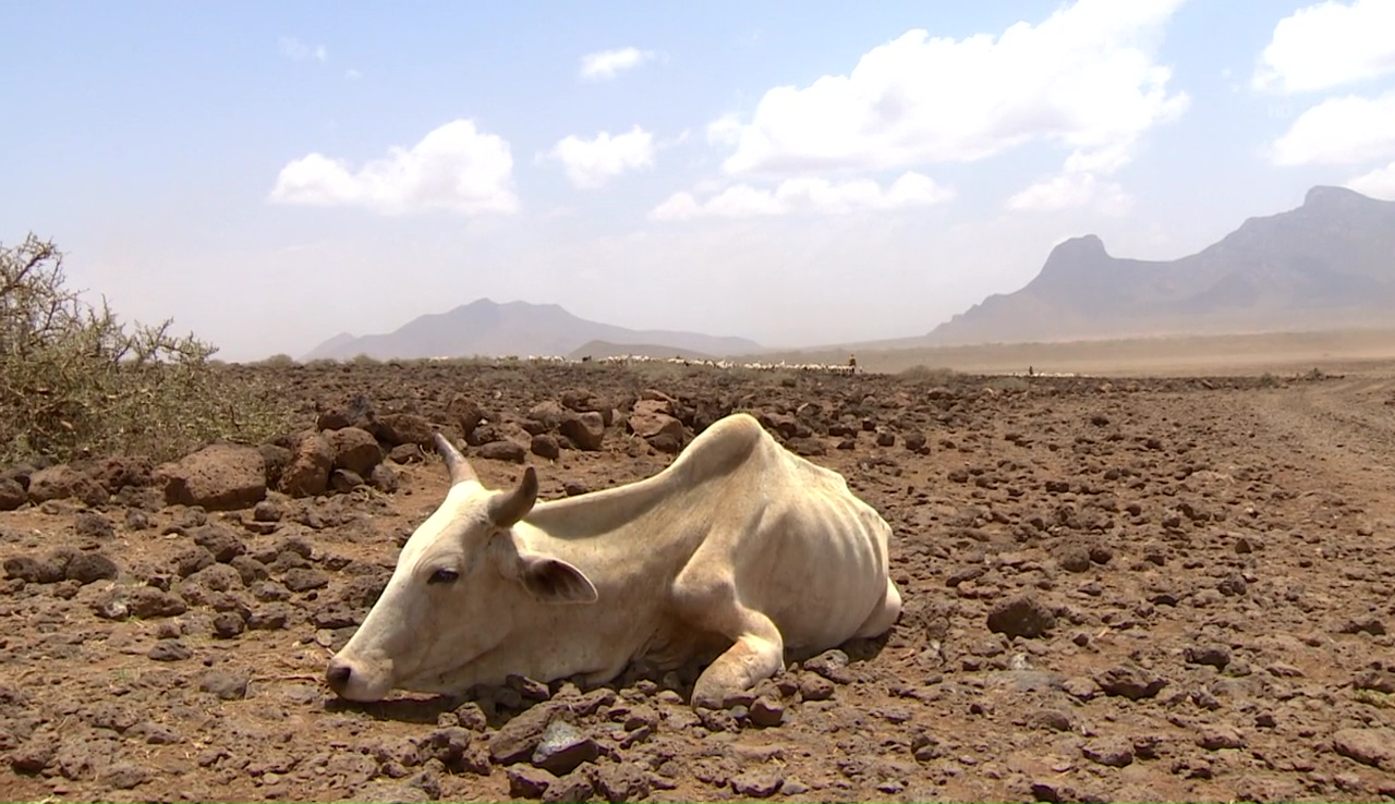 Dürre in Kenia: Leidende Menschen, sterbendes Vieh