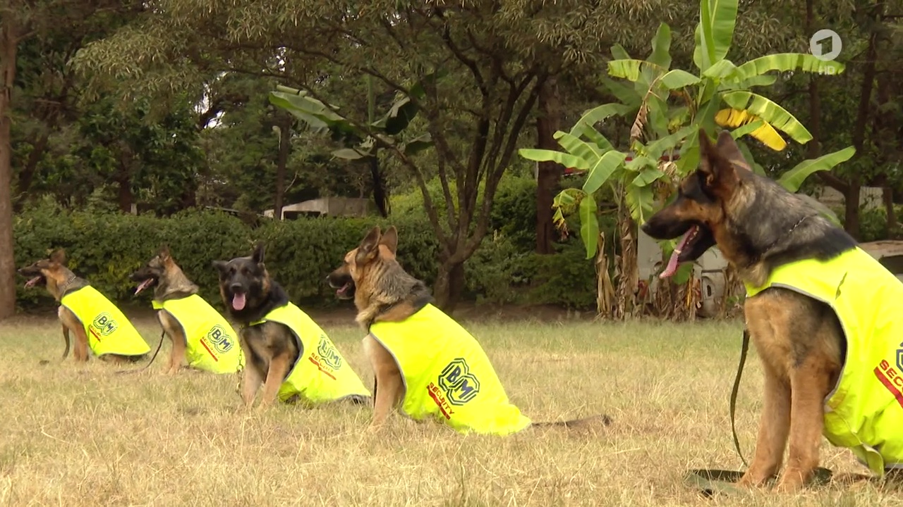 "Afrika, Afrika": In Kenia mieten sie Hunde