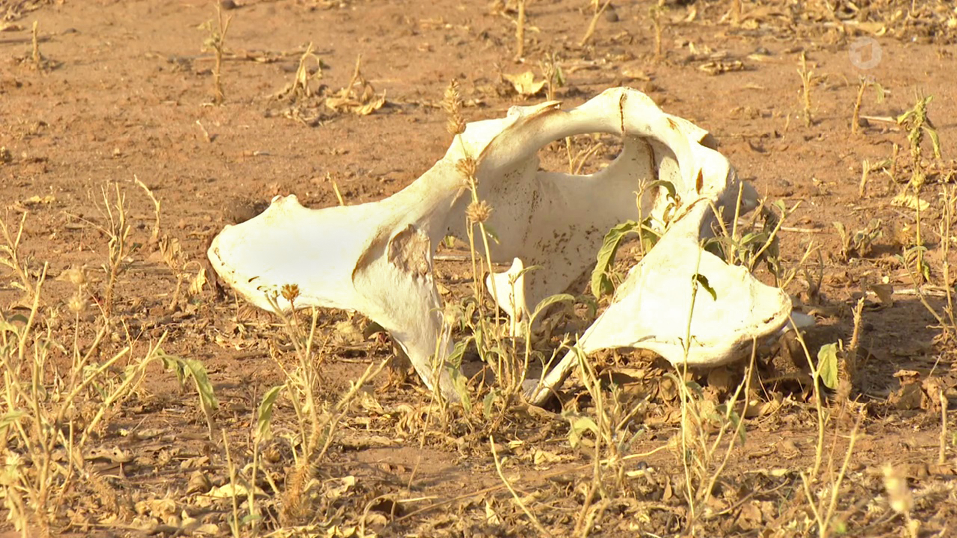 Knochen eines wegen der Trockenheit verendeten Tieres | Foto: Caroline Hoffmann, WDR