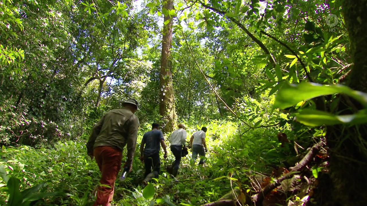Der "Generationenwald" in Panama.