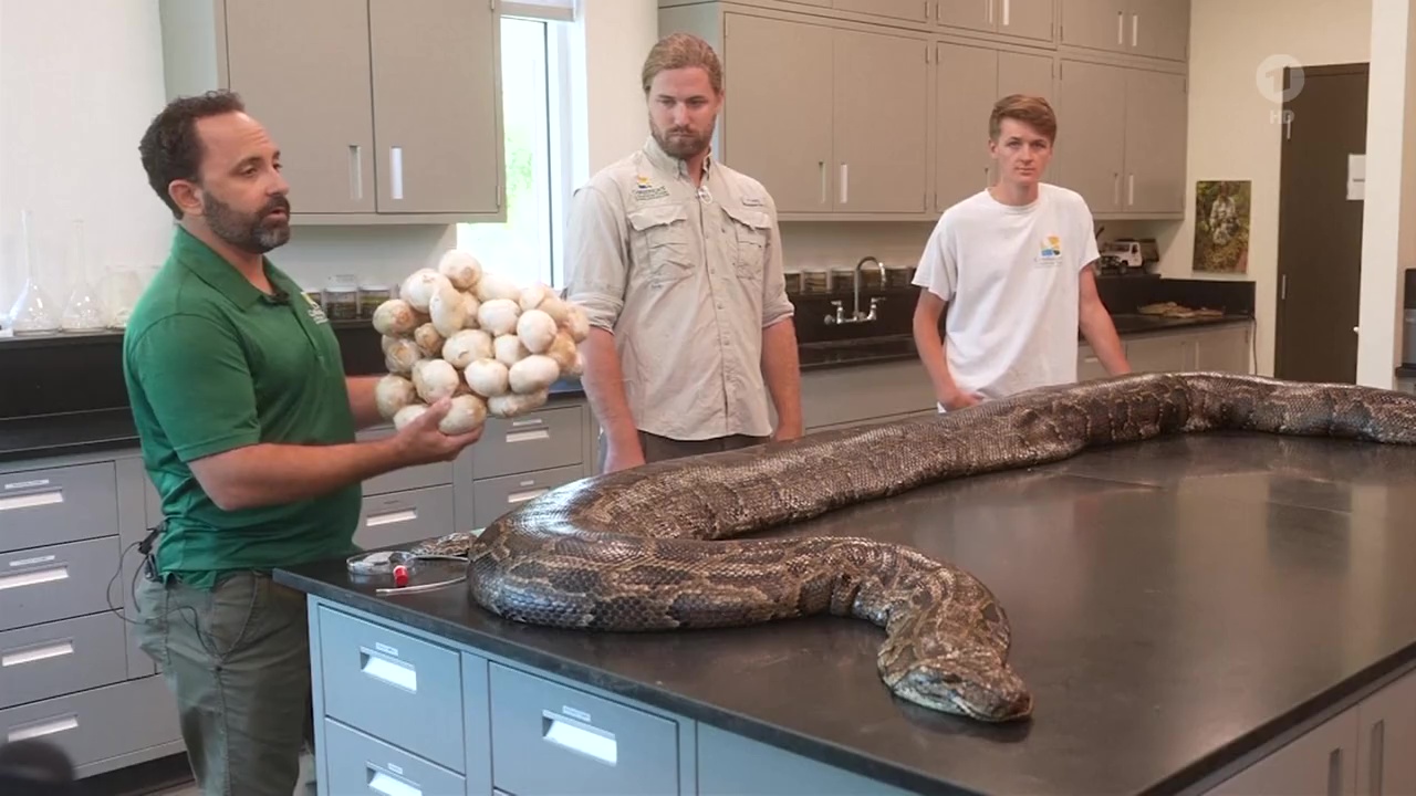Invasive Schlangenart: Rekord-Python in Florida gefangen