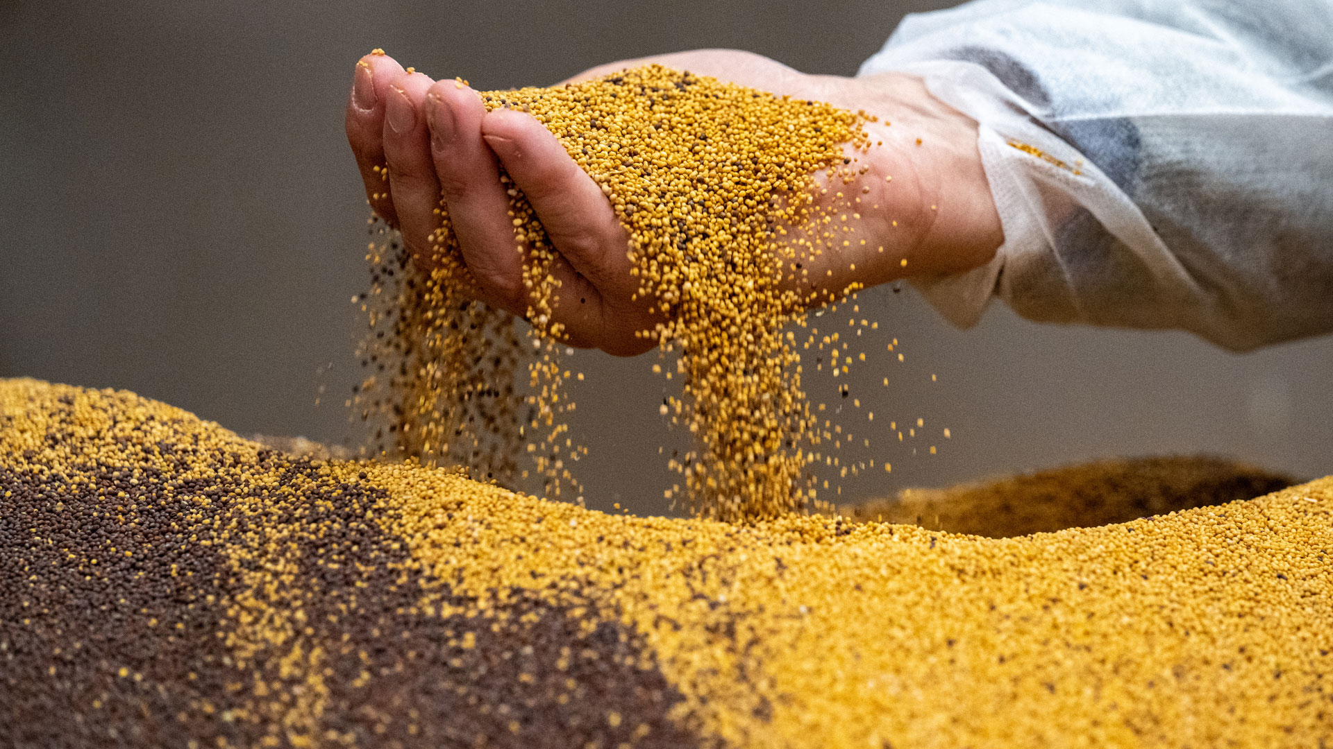 Gelbe und schwarze Senfkörner in der Produktion beim Senfhersteller Händlmaier. | picture alliance/dpa