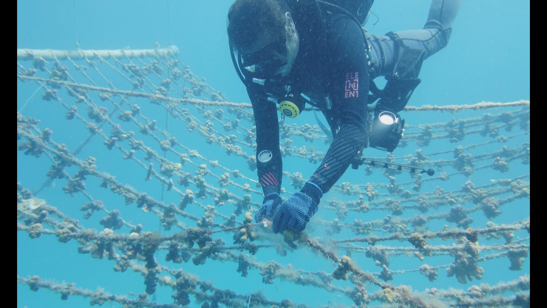 Ein Taucher überprüft die Züchtung von Korallen vor den Seychellen | ARD Nairobi