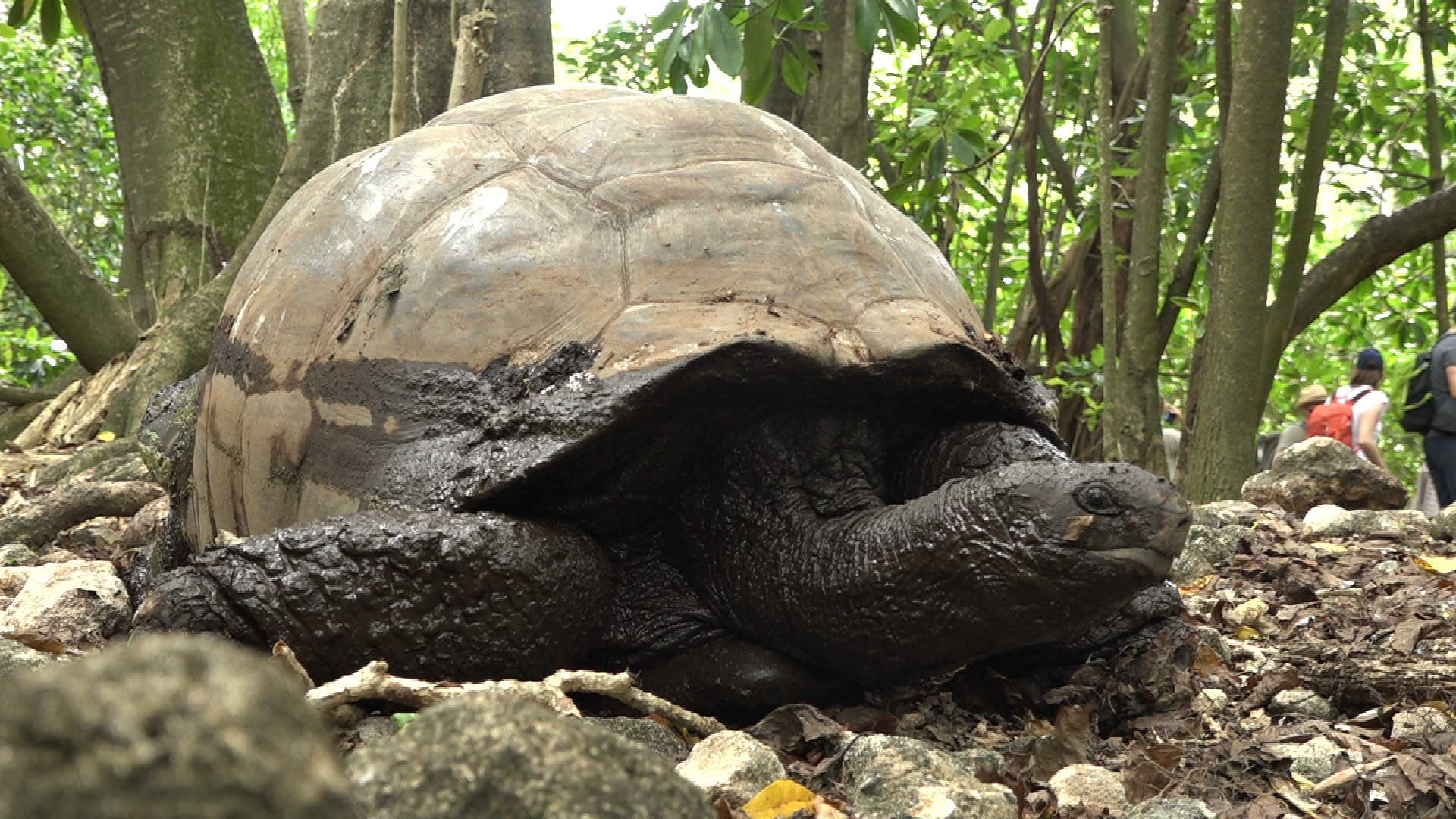 Riesenlandschildkröte auf den Seychellen | ARD Nairobi