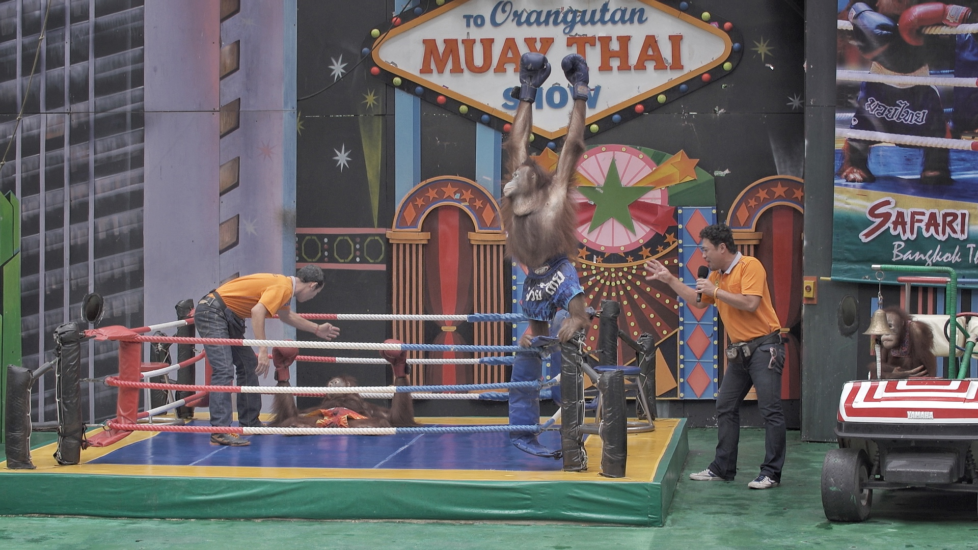 Orang-Utans nehmen an einem Boxkampf bei einer Show teil. | Felix Meschede / NDR