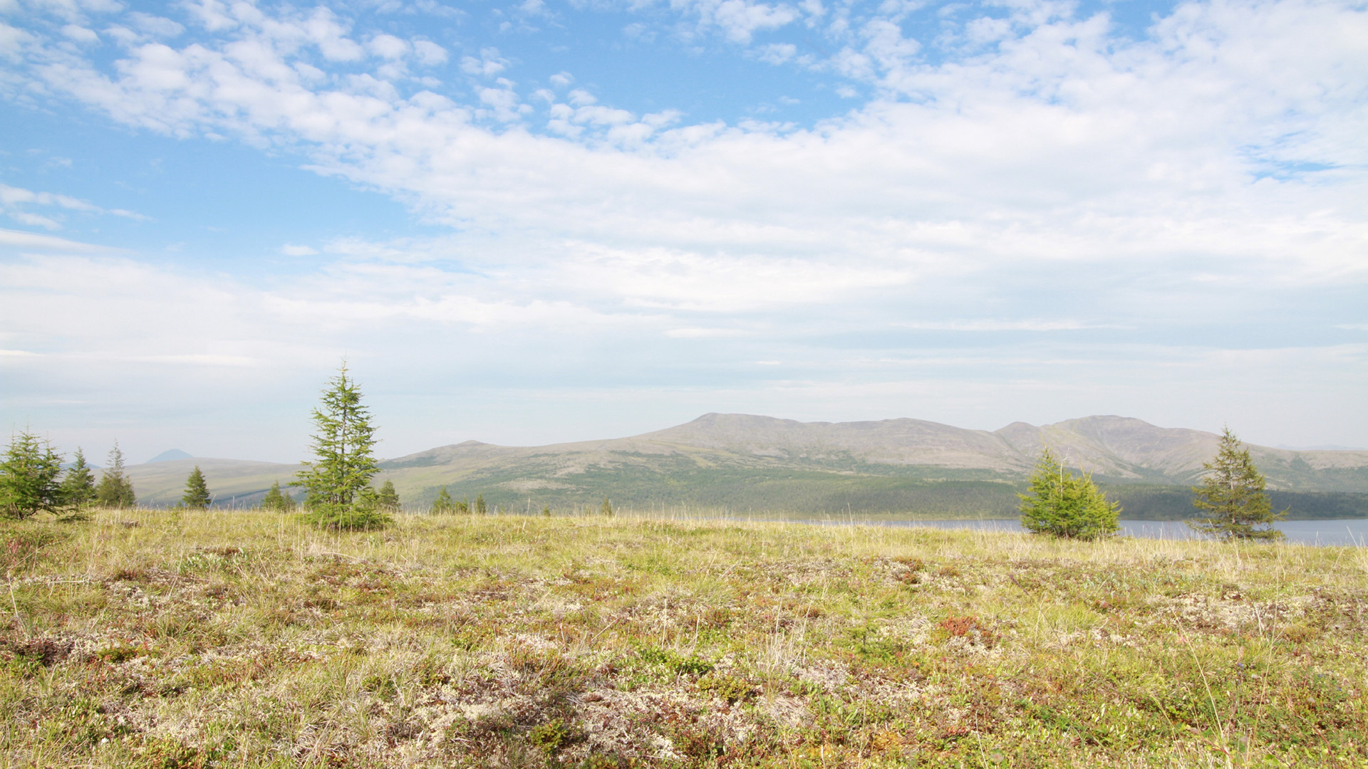 Einzelbäume in der Tundra beim See Nutenvut in Keperveem (Russland). | dpa