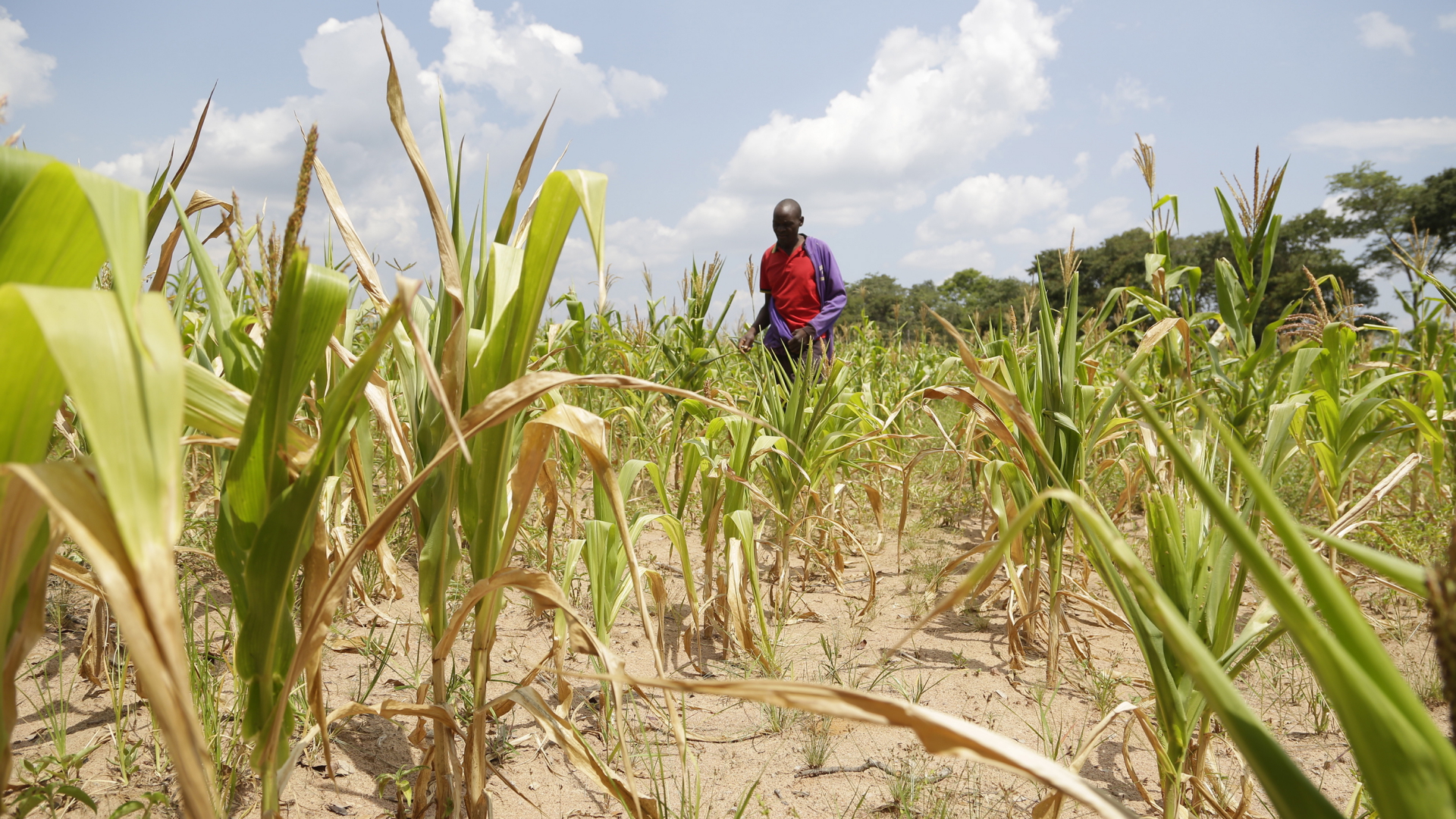 Ein Mann steht auf einem trockenen Feld in Simbabwe | EPA