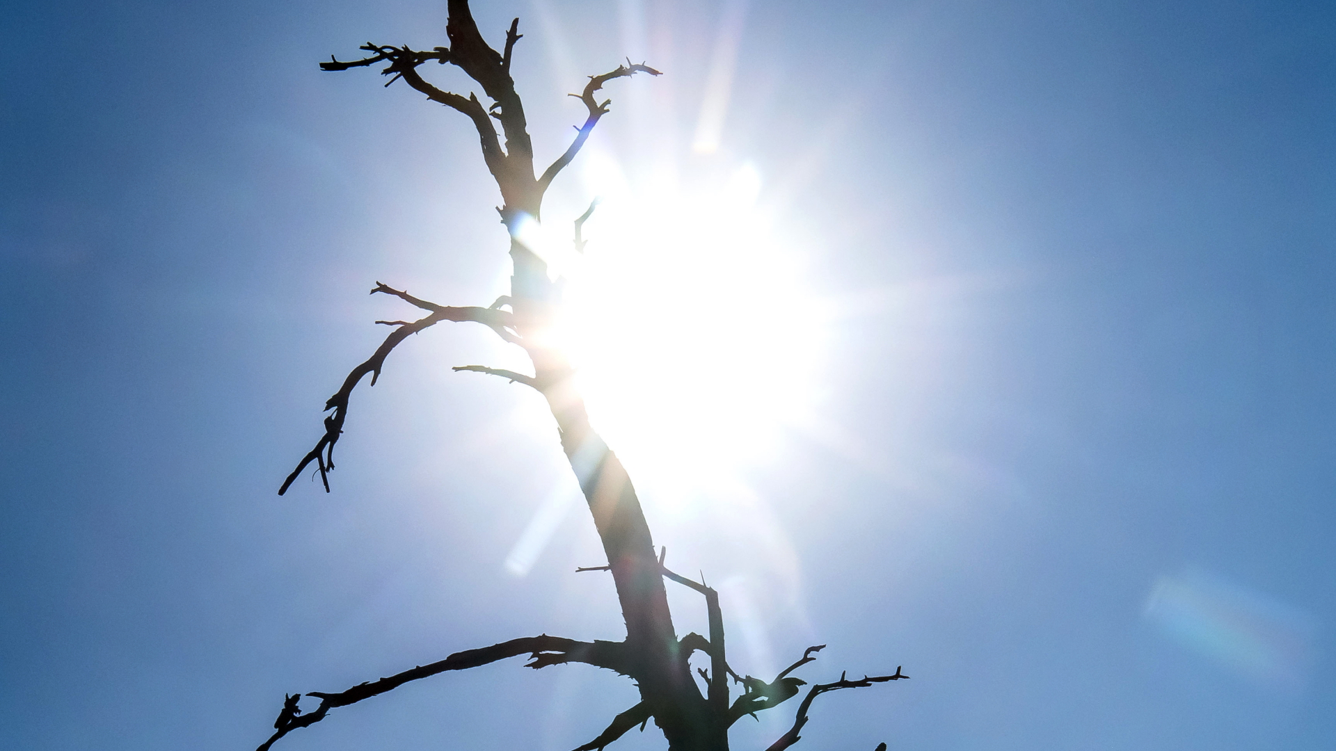 Die Silhouette eines toten Baumes zeichnet sich vor der Sonne ab.  | dpa