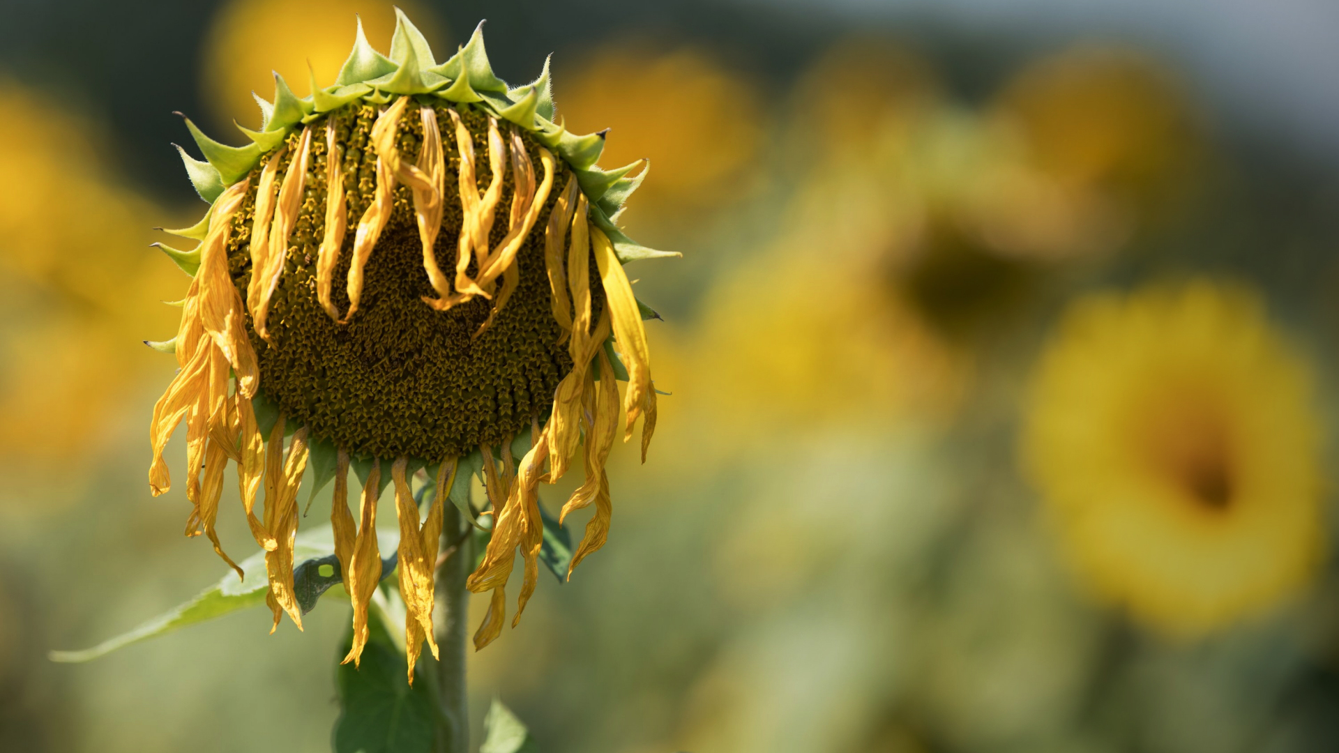 Eine vertrocknete Sonnenblume lässt auf einem Feld in Sachsen ihren Kopf hängen. 
