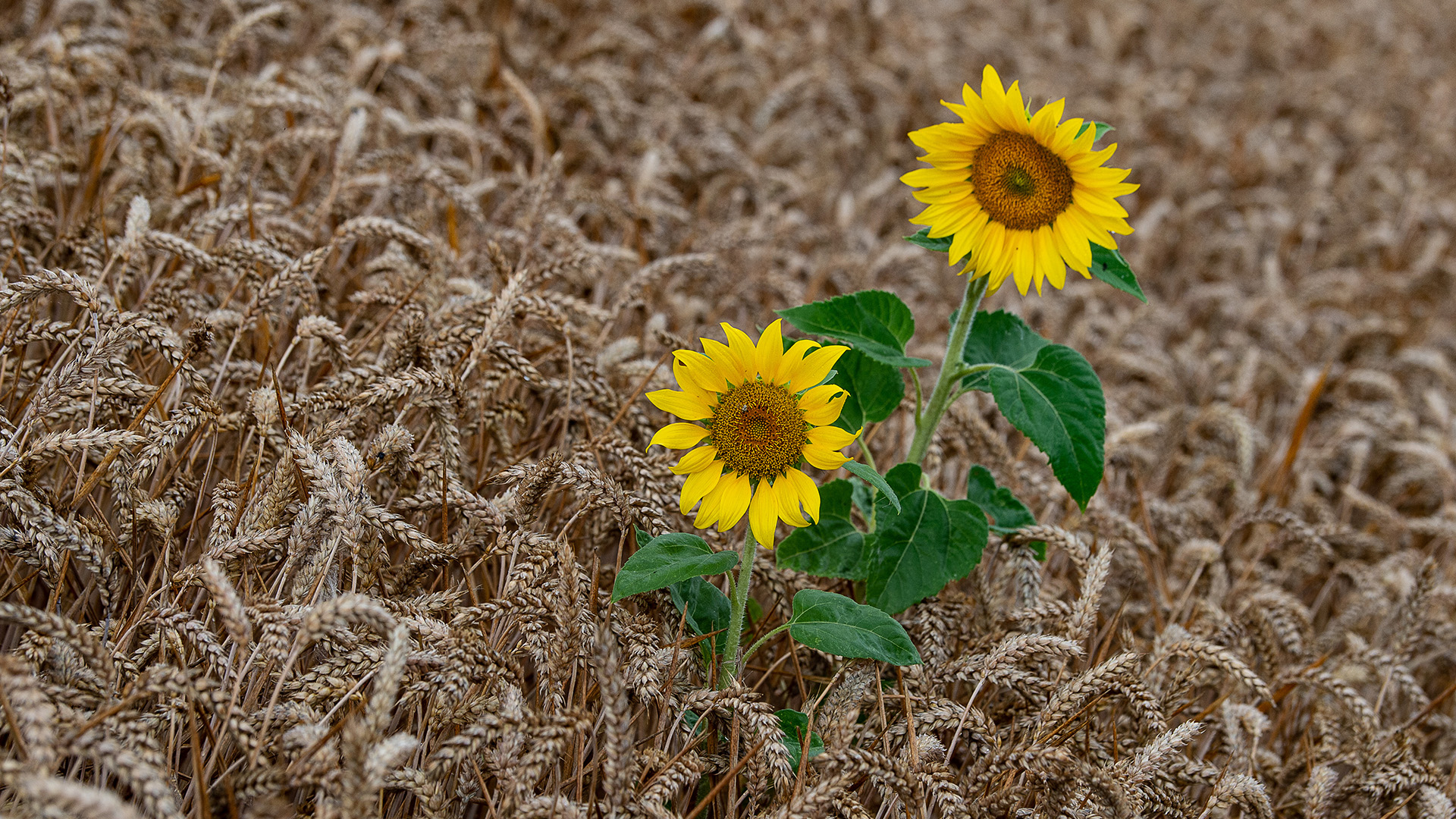 wei Sonnenblumen stehen in einem Weizenfeld. | dpa