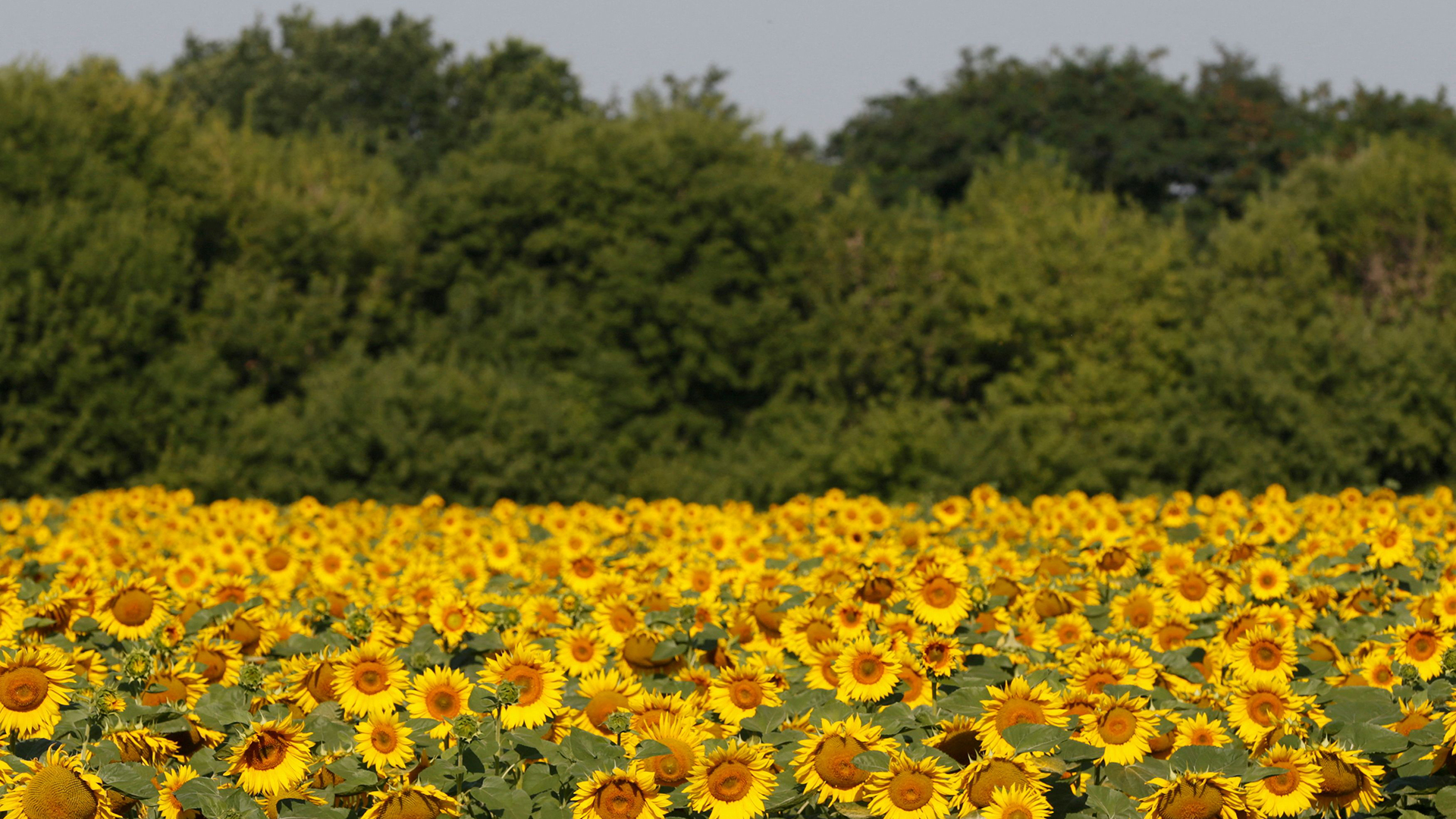 Auf einem Feld bei Grebeni, Ukraine blühen Sonnenblumen. | REUTERS