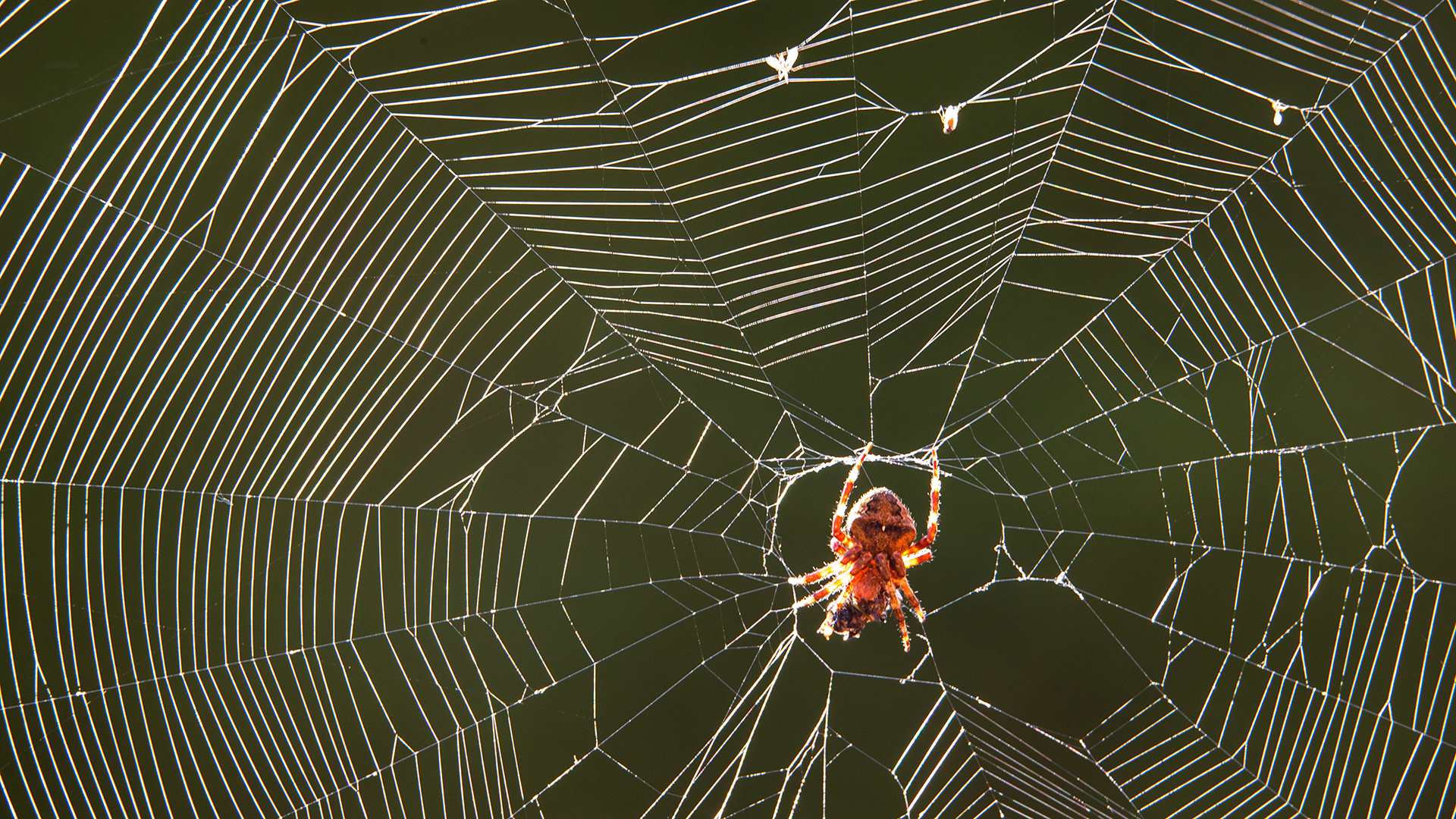 Eine Spinne im Netz. | picture alliance/dpa/dpa-Zentral