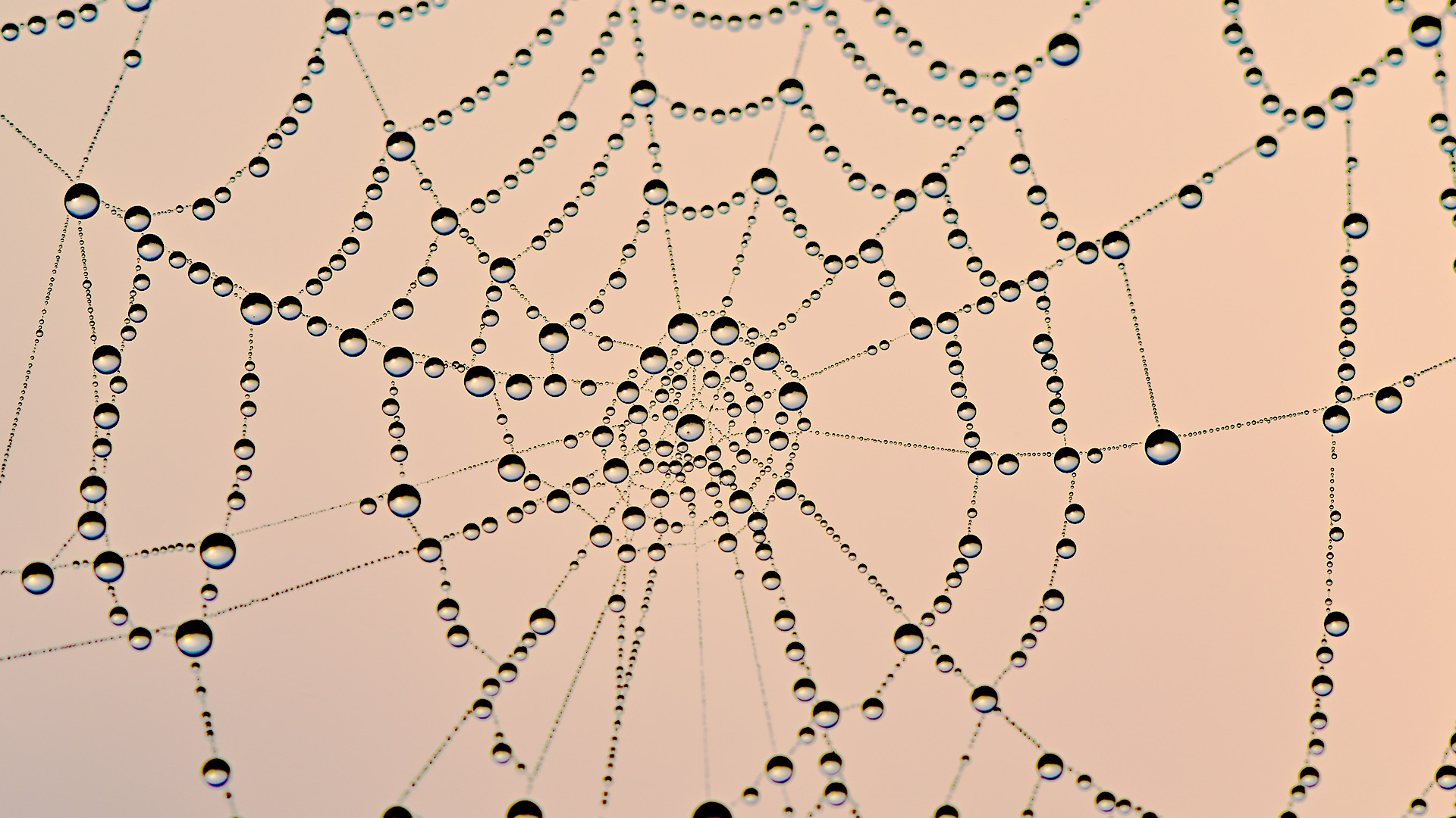 Tautropfen in einem Spinnennetz | dpa