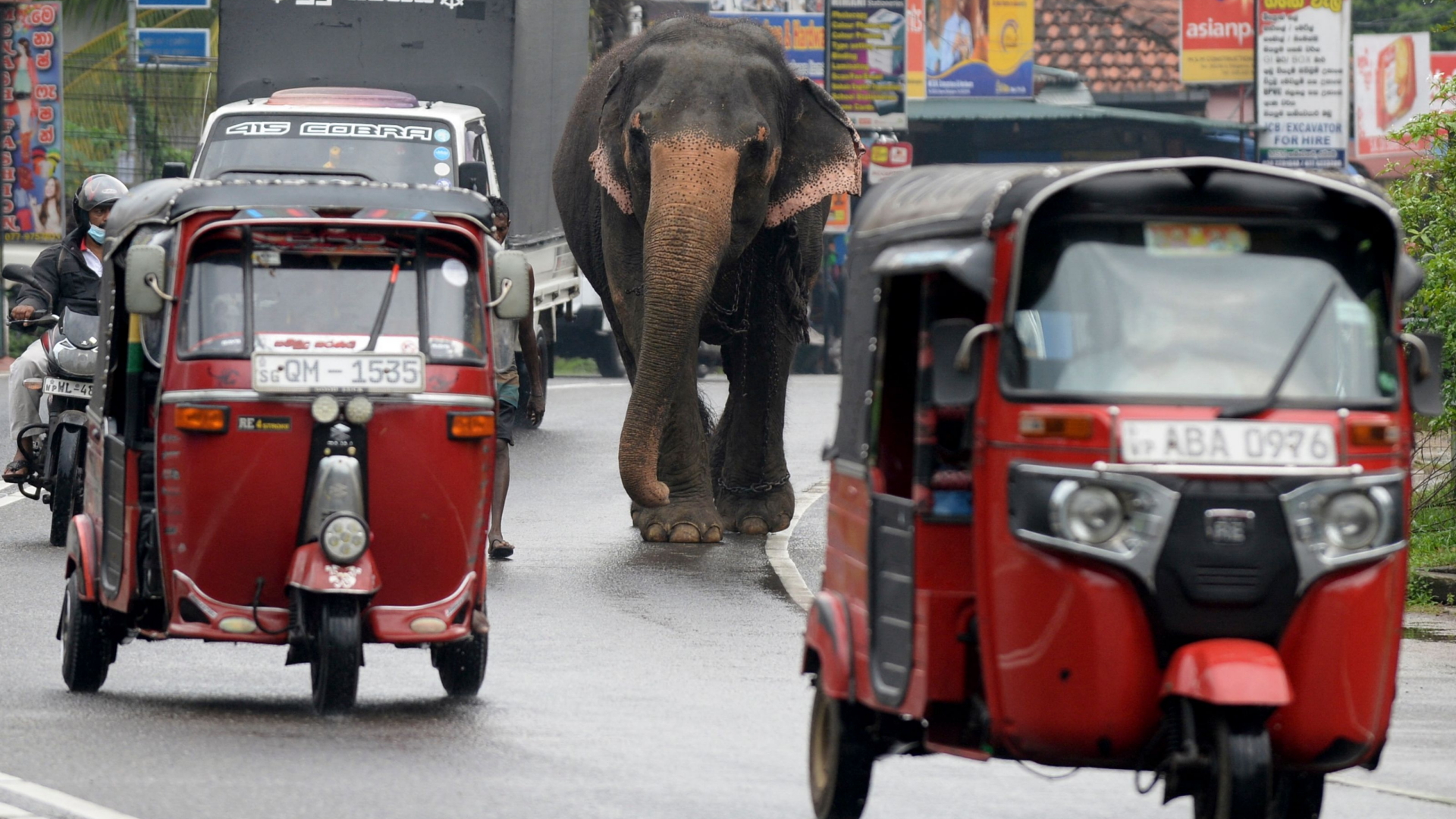 Ein Elefantenhüter treibt sein Tier durch die Straßen von Colombo. | AFP