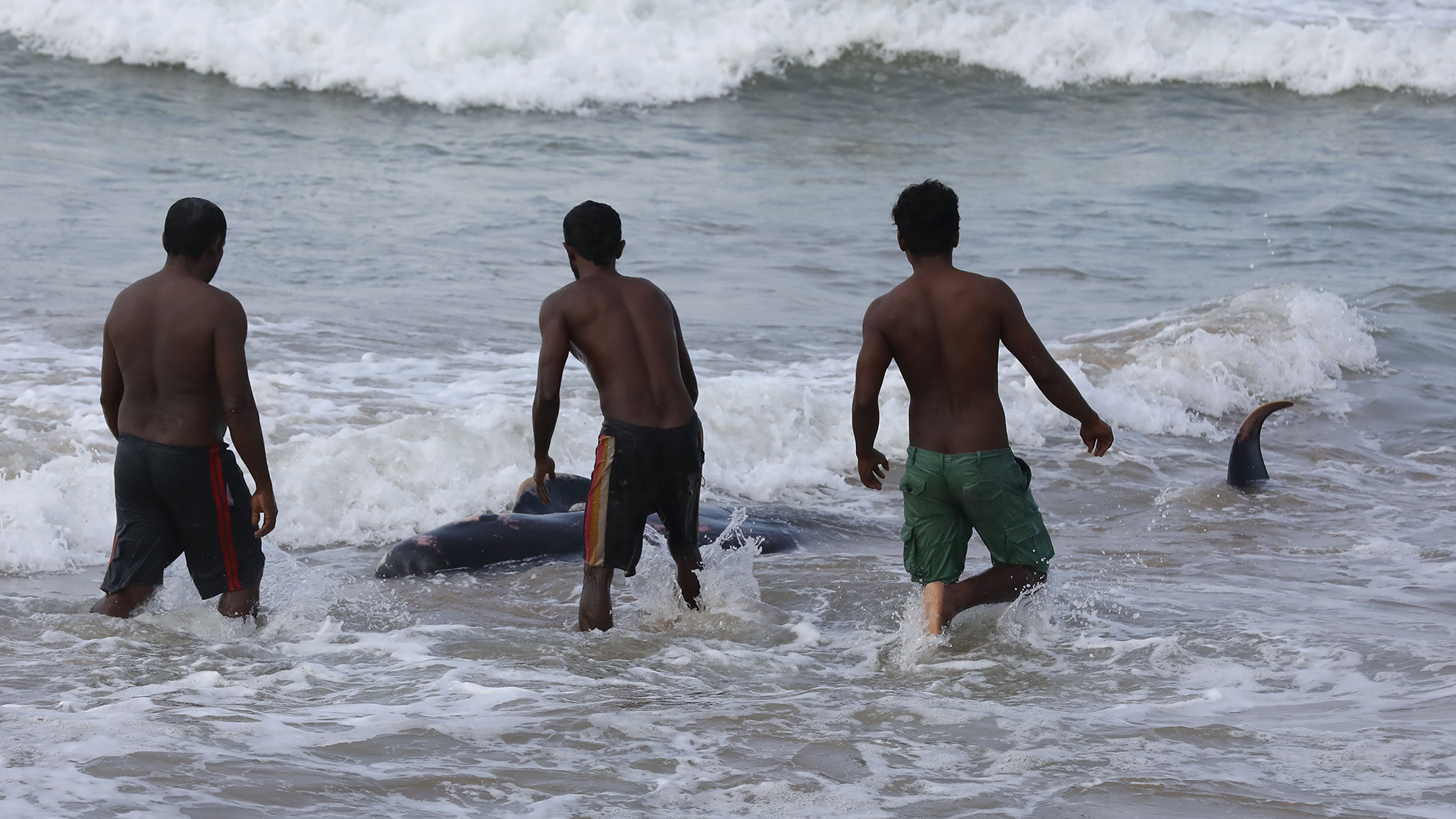 Junge Männer versuchen in Panadura, am Rande von Colombo (Sri Lanka), einen gestrandeten Wal in tiefes Wasser des Indischen Ozeans zurückzudrängen. | CHAMILA KARUNARATHNE/EPA-EFE/Shu