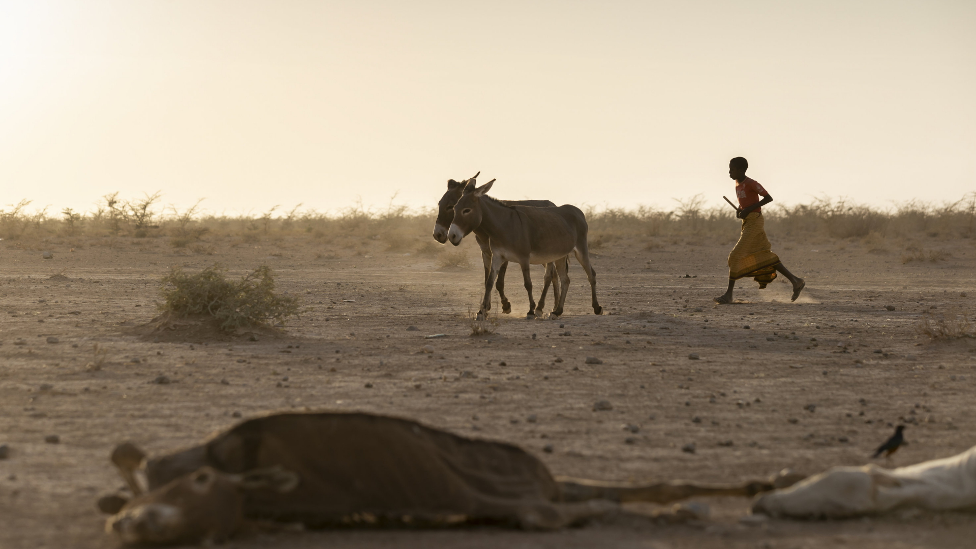 Ein Junge treibt einen Esel vorbei an verendeten Tieren in Somalia (Archiv). | AP
