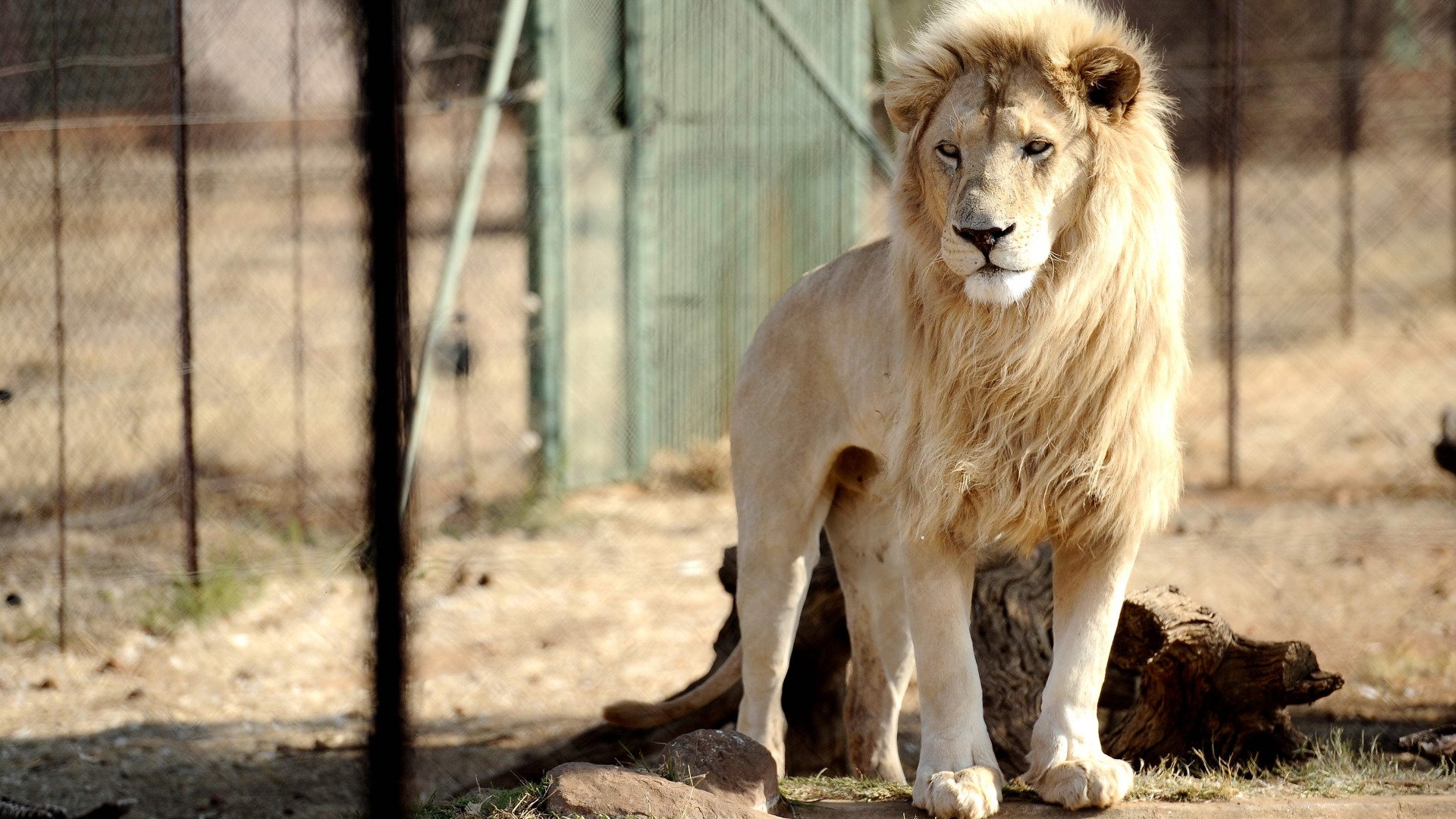 Ein Löwe im Käfig auf einer Löwenfarm in Südafrika | Bildquelle: AFP