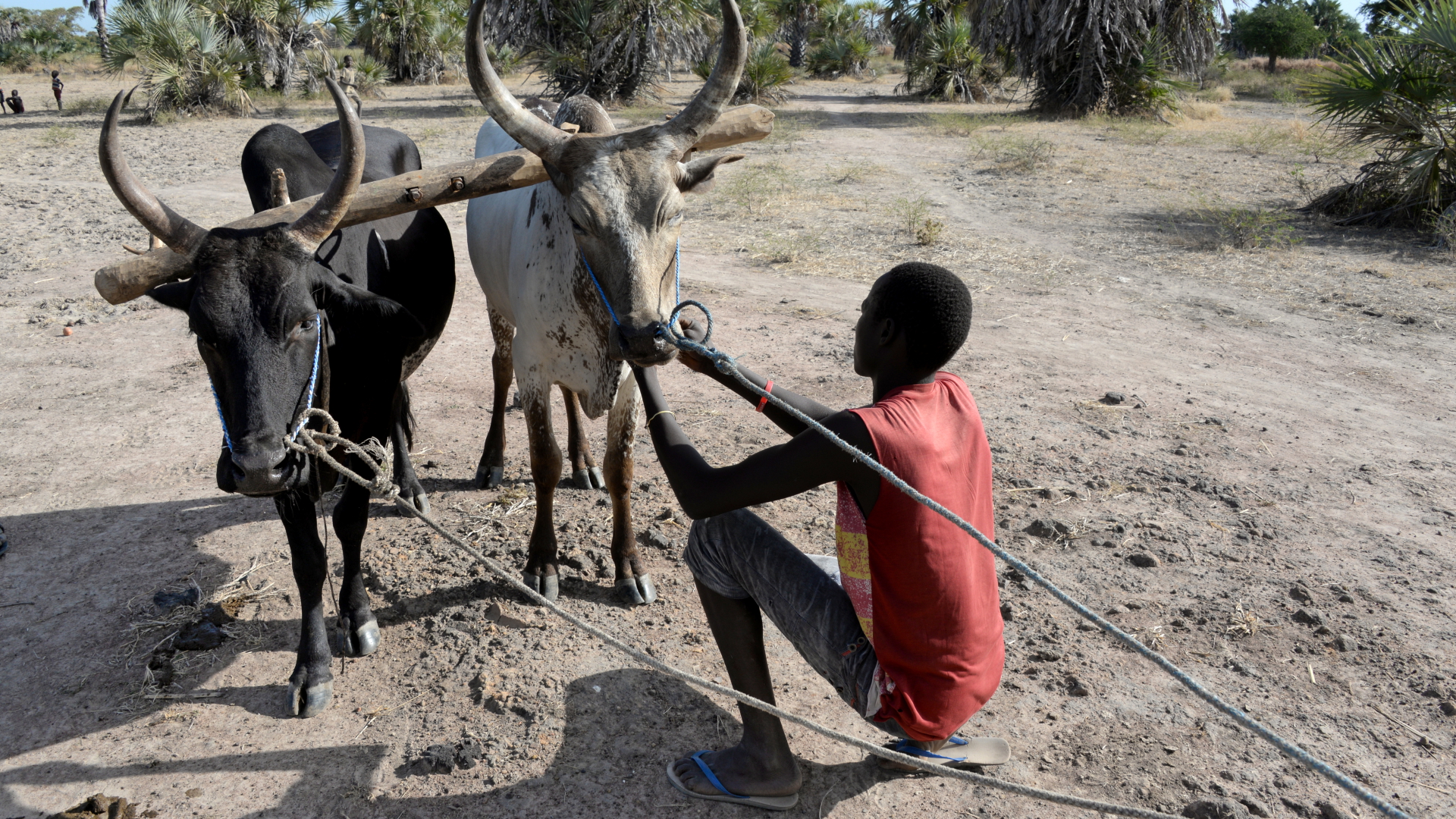 Ein Mann im Südsudan halftert zwei Rinder an | dpa