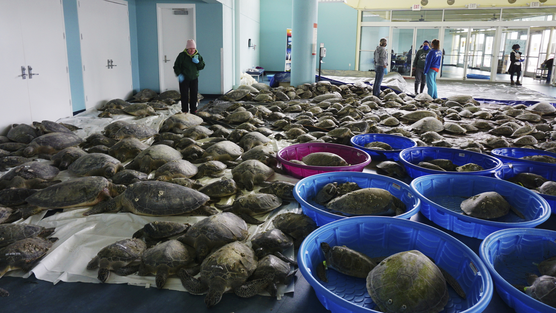 Meeresschildkröten in einem Tagungszentrum in Texas | dpa