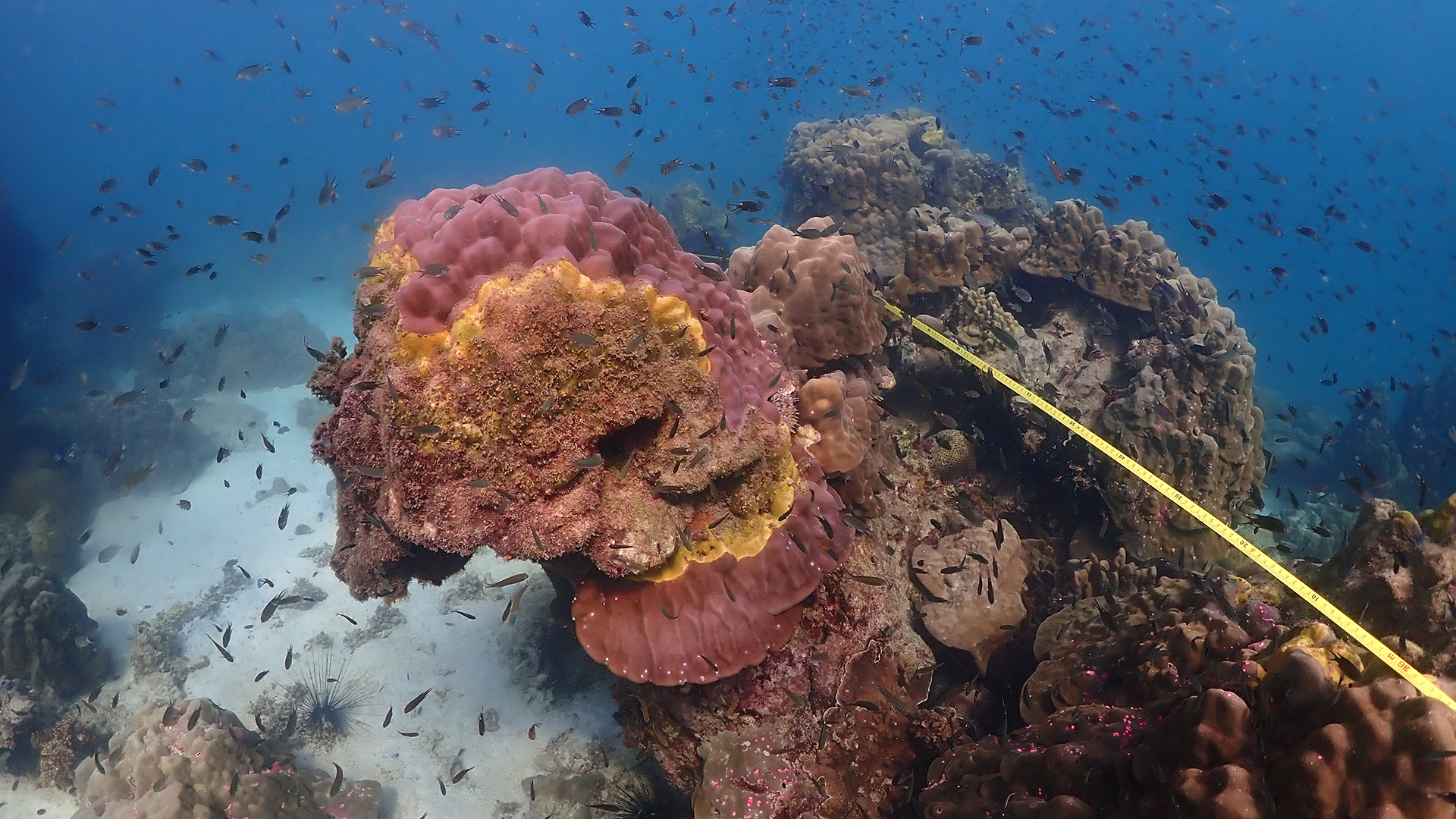 Unterwasseraufnahme einer an einer Krankheit leidenden Koralle mit gelben Maßband | Department of Marine and Coastal Resources, Thailand