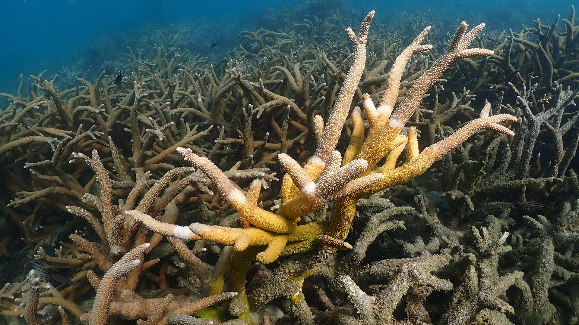Eine an der Gelbbandkrankheit leidende Koralle. | Department of Marine and Coastal Resources, Thailand