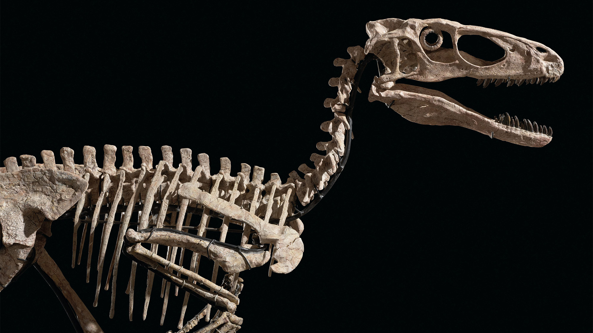 Das unter dem Spitznamen "The Raptor" bekannte und aus 126 versteinerten Knochen bestehende Skelett eines "Deinonychus antirrhopus". | AFP
