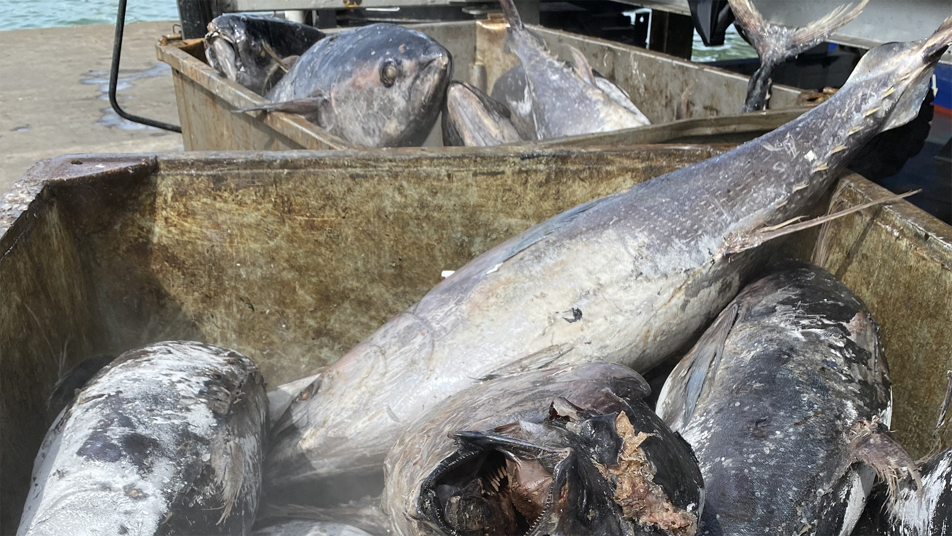 EU und die Seychellen: Der harte Kampf um die Fischbestände