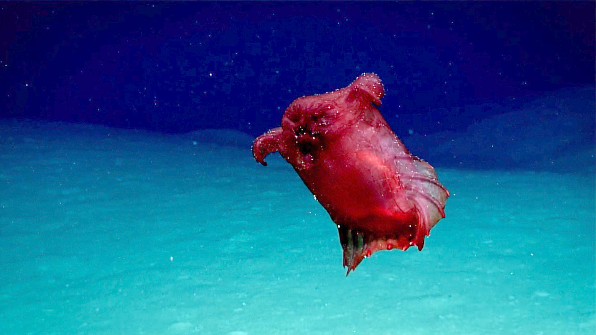 Eine bislang unbekannte Tiefsee-Spezies, die auf den Namen "Kopfloses Hühnermonster" getauft wurde. | picture alliance/dpa