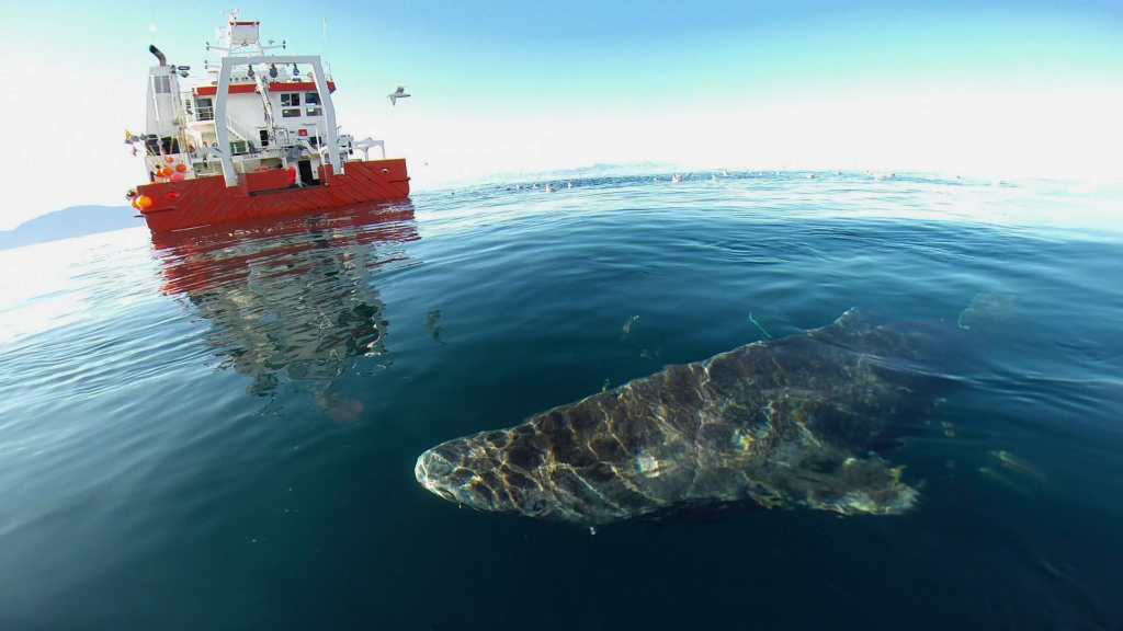 Ein Grönlandhai schwimmt an einem Schiff vorbei