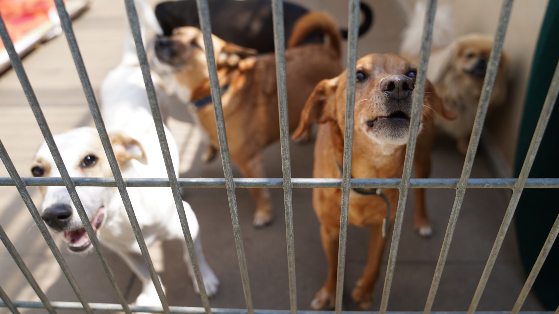 Hunde stehen in einem Hamburger Tierheim vor einem Käfiggitter. | dpa