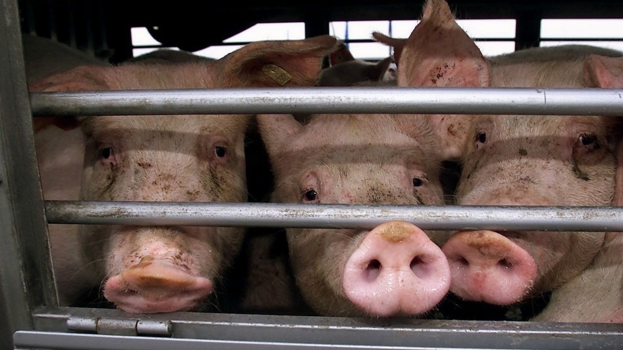 Schweine in einem Tiertransporter | dpa