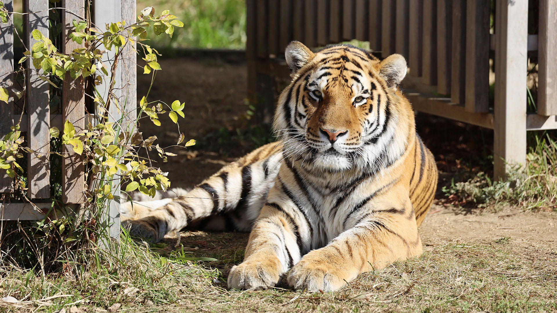 Tiger im Tennoji-Zoo in Osaka | picture alliance / ASSOCIATED PR